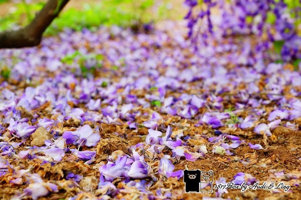 【新北。淡水】紫藤咖啡園3/15開跑。季節限定的紫色浪漫