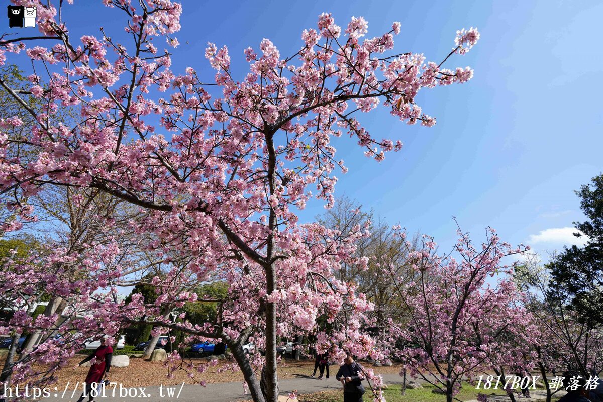 【台中。后里】中科崴立櫻花公園。粉色花海。櫻花盛開