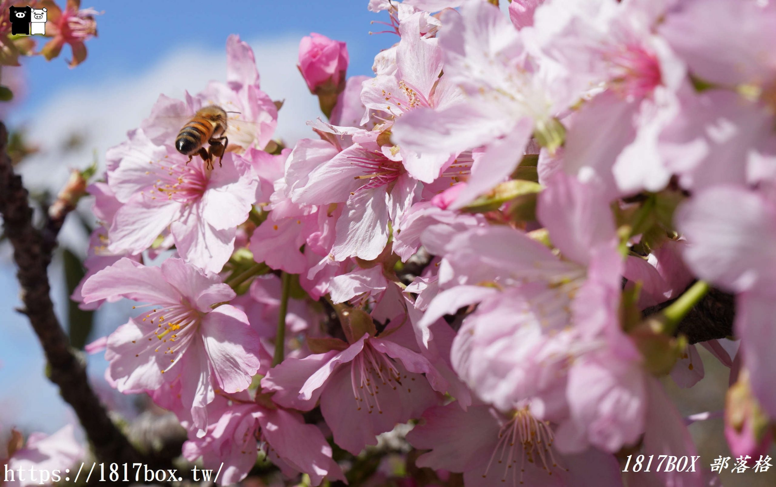 【台中。后里】中科崴立櫻花公園。粉色花海。櫻花盛開