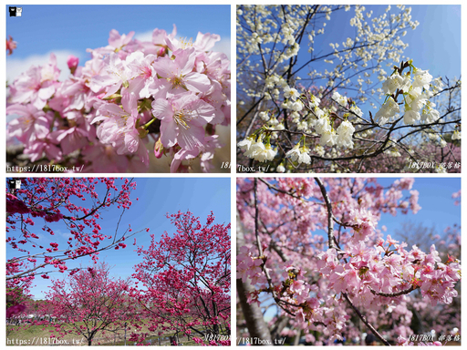 【台中。后里】中科崴立櫻花公園。粉色花海。櫻花盛開 @1817BOX部落格