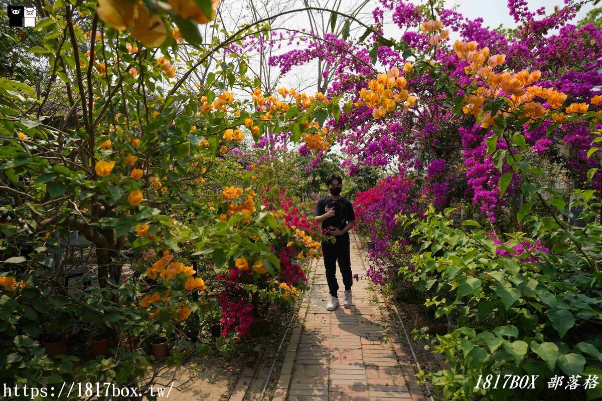 【台南。玉井】雙秀園。錫葉藤紫花隧道。各式奇花異草。免費景點