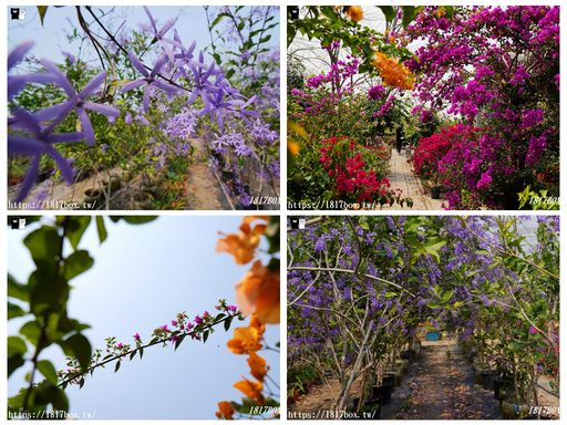 台南 玉井 雙秀園 錫葉藤紫花隧道 各式奇花異草 免費景點 1817box部落格