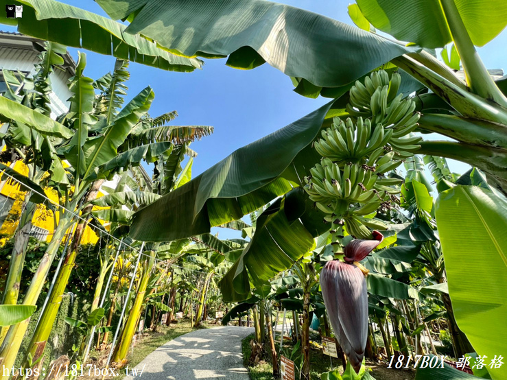 【南投。集集】jijibanana集元果觀光工廠。以集集山蕉為主題。免費親子景點