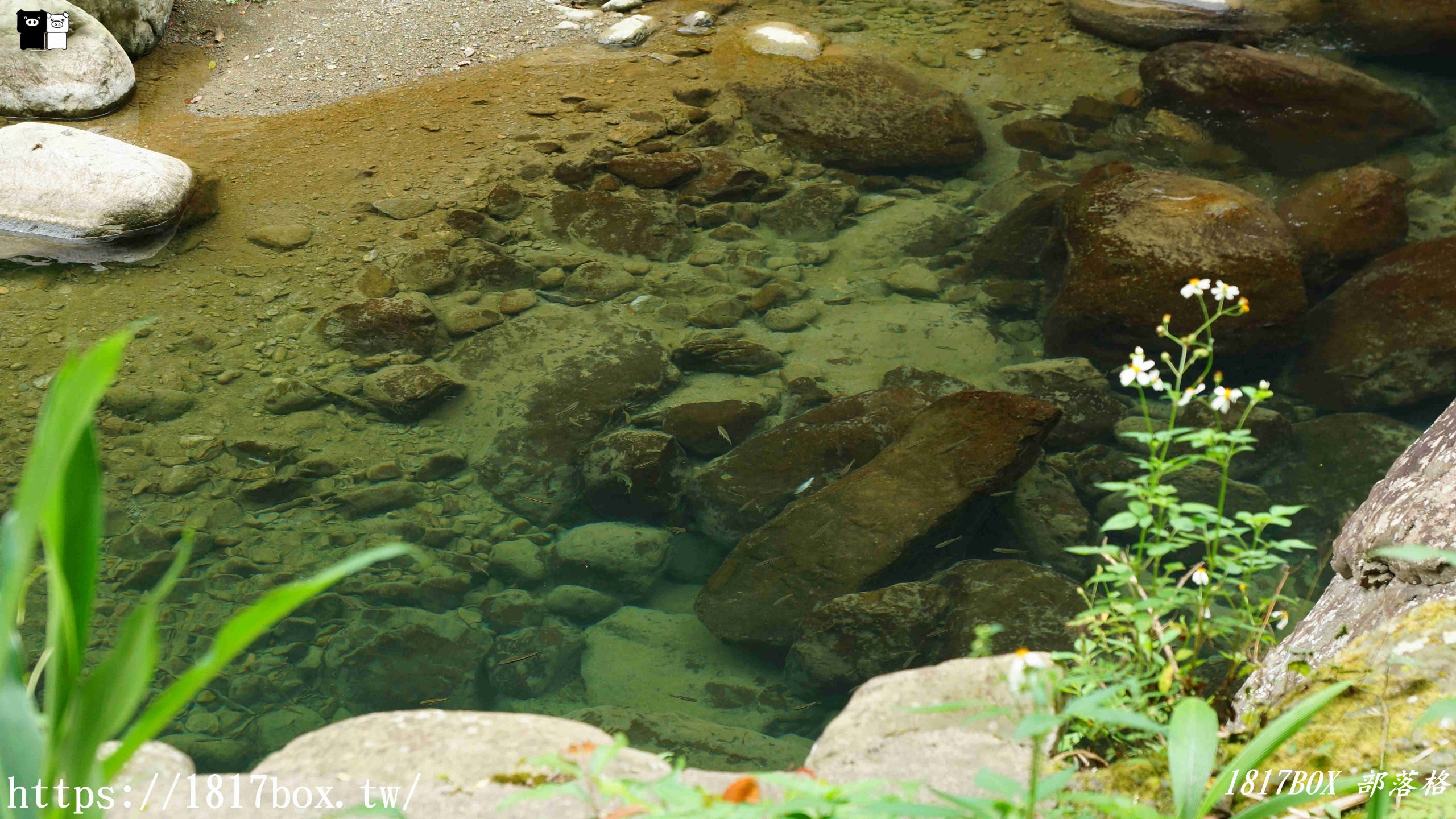 【苗栗。南庄】蓬萊溪護魚步道。欣賞水中的螢火蟲。溪水晶瑩澄澈。成群魚兒悠游 @1817BOX部落格