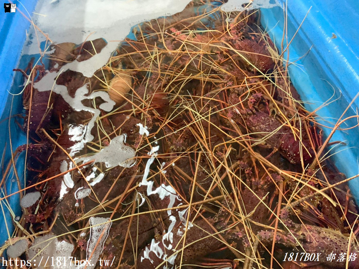 【台南。東山】175咖啡公路。大鋤花間。下午茶。走進童話故事中的場景。東山咖啡公路最高點 @1817BOX部落格