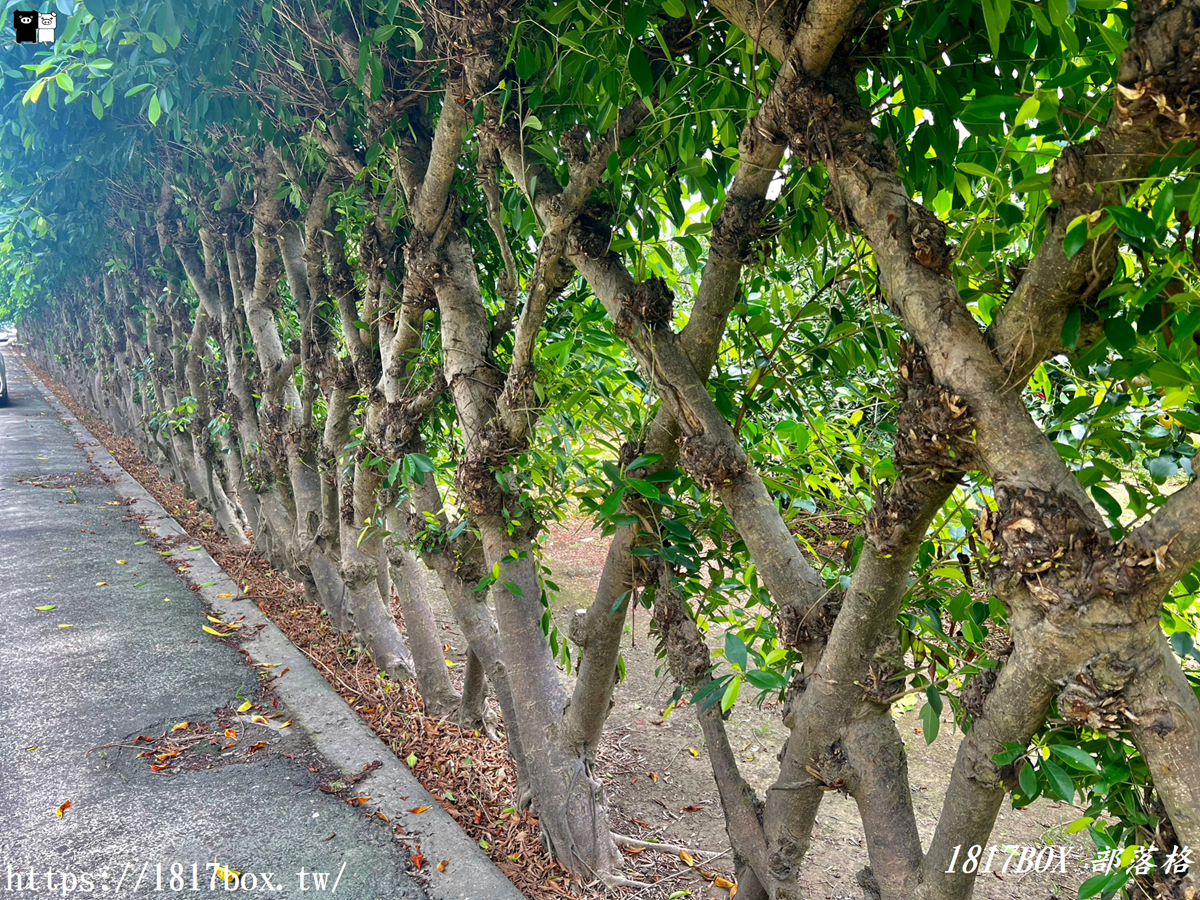 【雲林。元長】歐洲宮廷風壯觀榕樹牆。隱藏在鄉村的私房景點