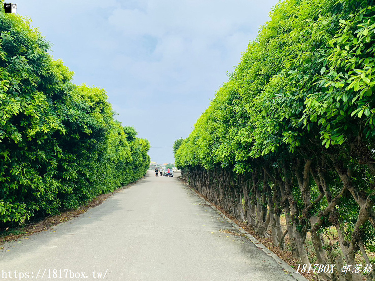 【雲林。元長】歐洲宮廷風壯觀榕樹牆。隱藏在鄉村的私房景點