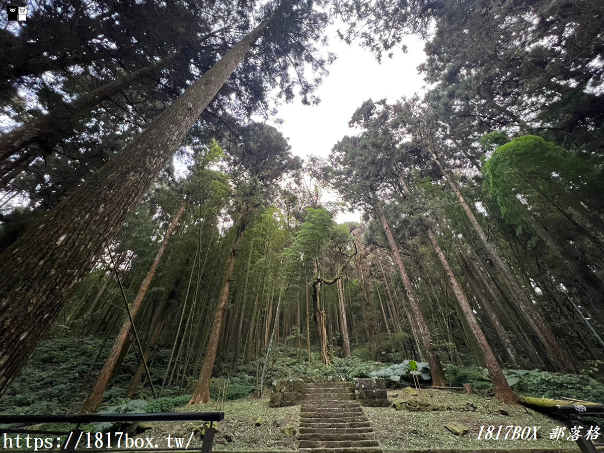 【嘉義。竹崎】奮起湖神社遺址。鹿鼎神木。深藏在海拔1405公尺綠海秘境中