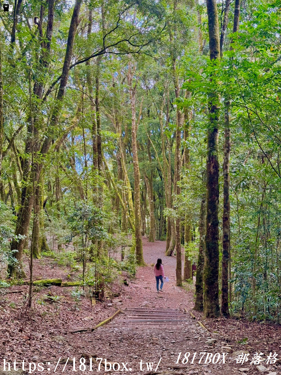 【高雄。桃源】藤枝國家森林遊樂區。瞭望台。秋海棠步道。風景分享