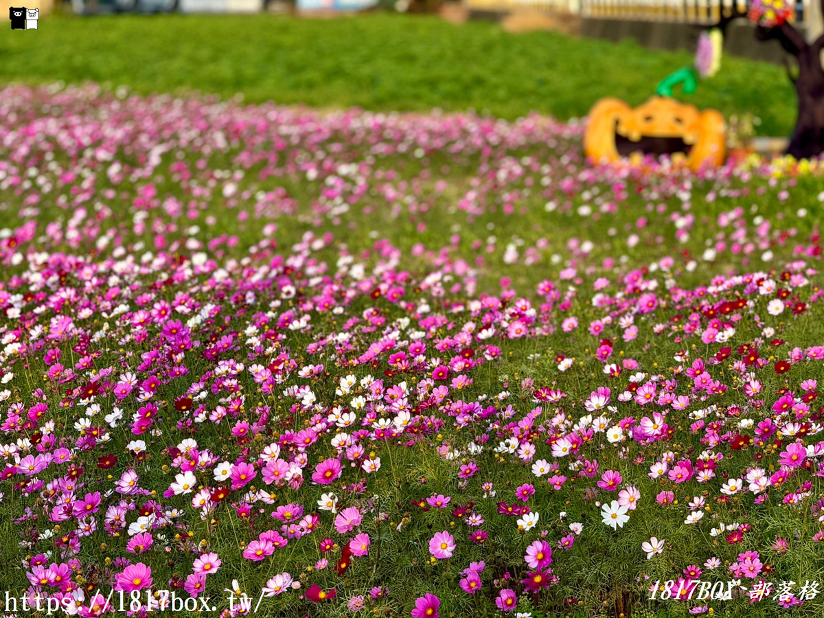 【彰化市】花都開好了！8公頃遼閣花海盛開。感受花開正好的浪漫氛圍