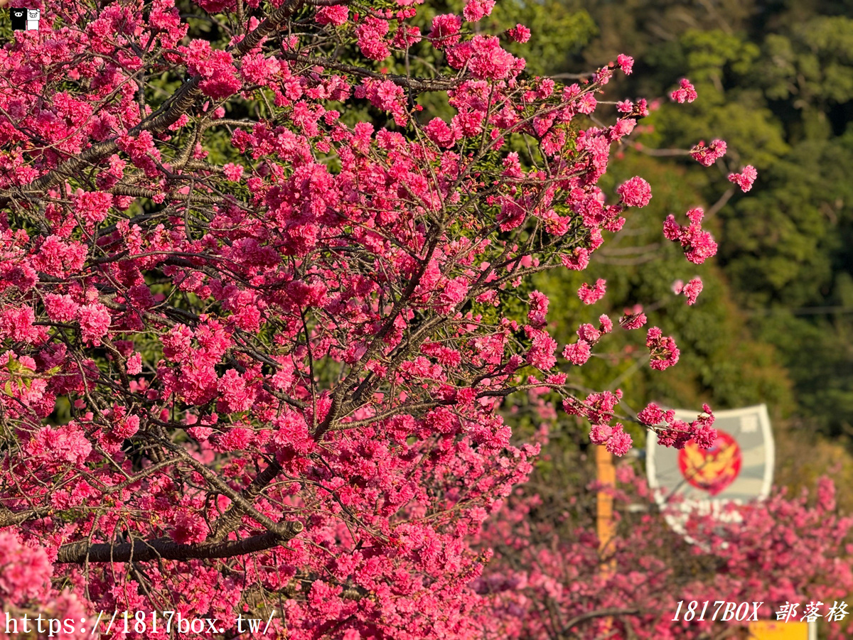 網站近期文章：【台中。后里】全台最美派出所。泰安派出所櫻花林。八重櫻盛開美不勝收