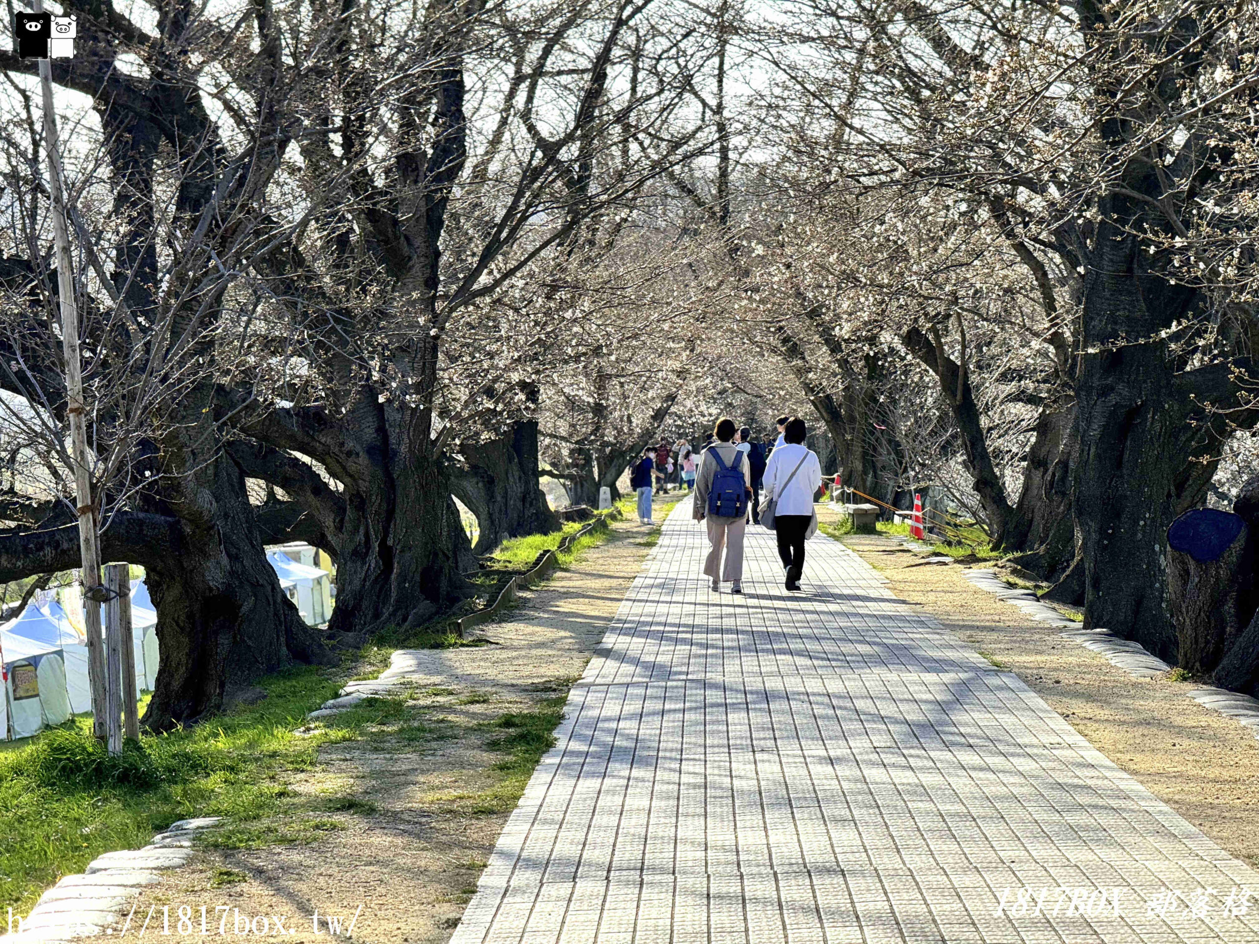 【京都景點】淀川河川公園。背割堤。季節限定櫻花隧道