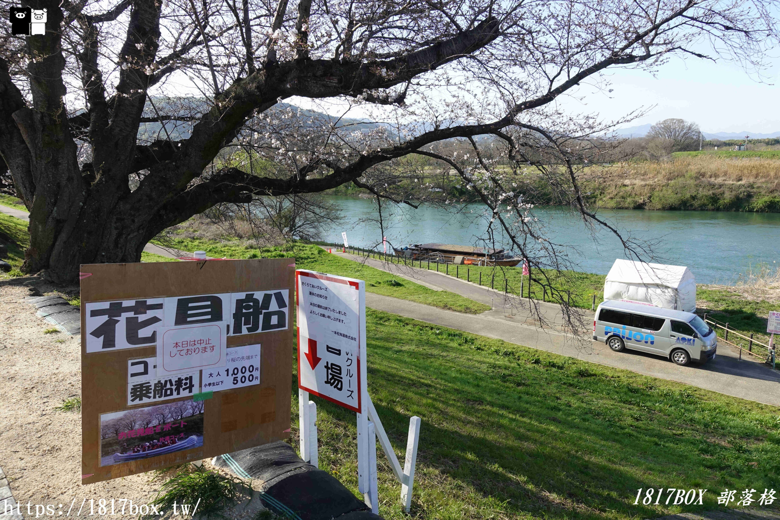 【京都景點】淀川河川公園。背割堤。季節限定櫻花隧道