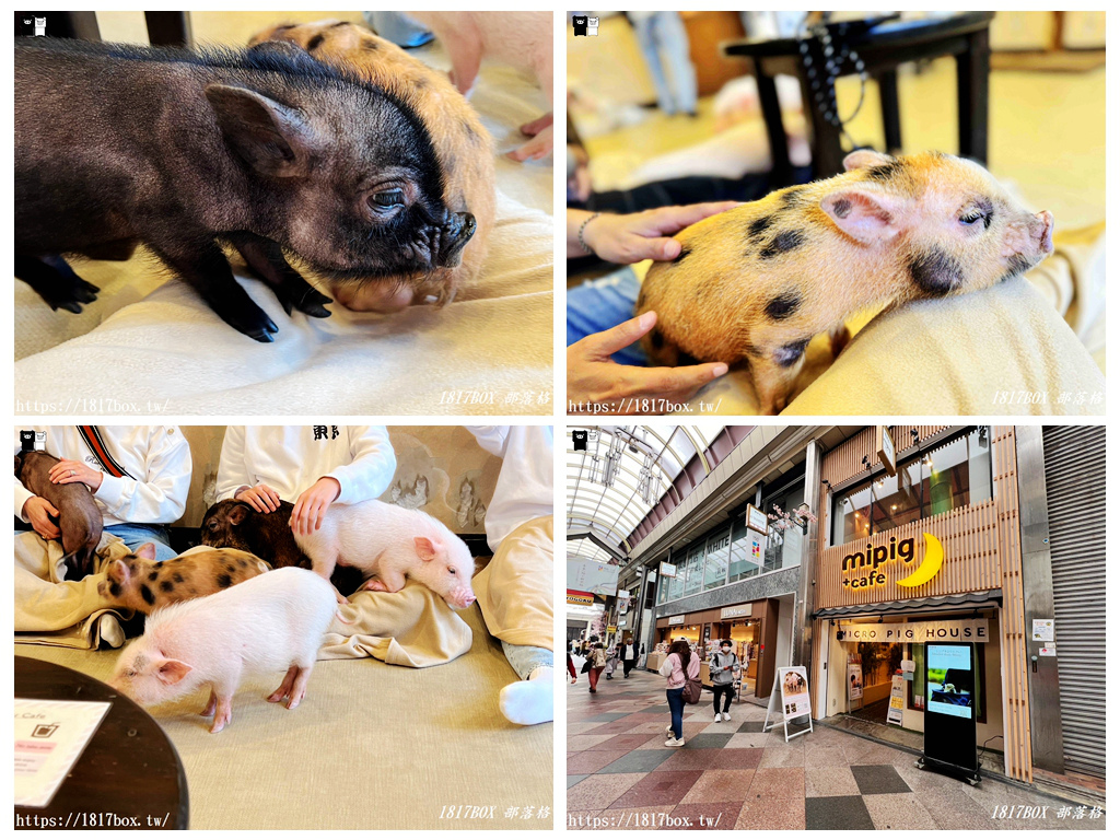 【京都景點】mipig cafe Kyoto。日本第一家可以與迷你豬互動的咖啡館