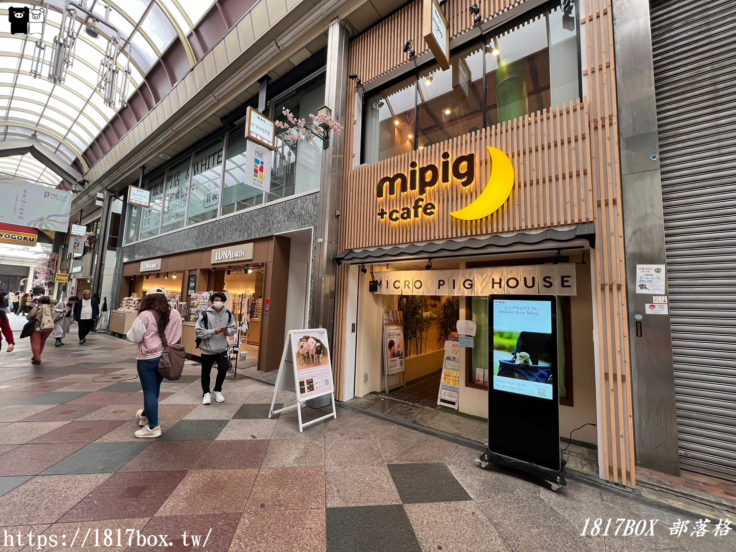 【京都景點】mipig cafe Kyoto。日本第一家可以與迷你豬互動的咖啡館