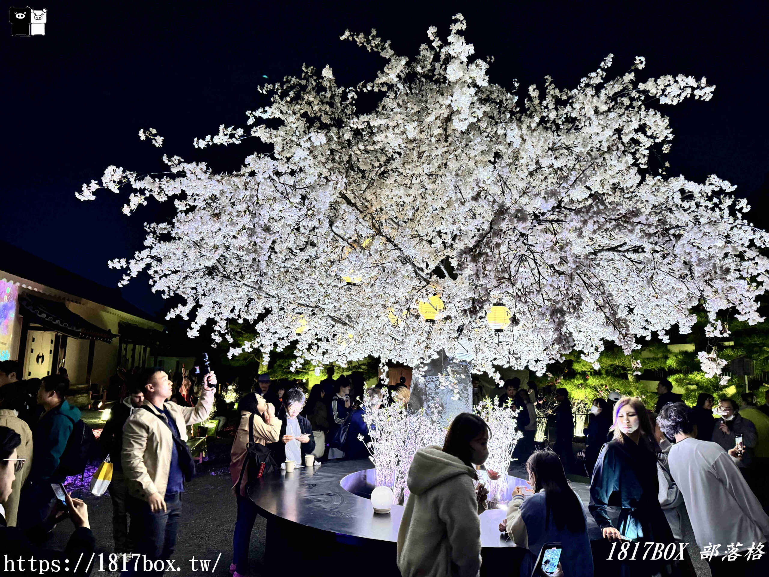 【京都景點】京都二條城。NAKED櫻花祭。夜櫻光雕秀夢幻登場