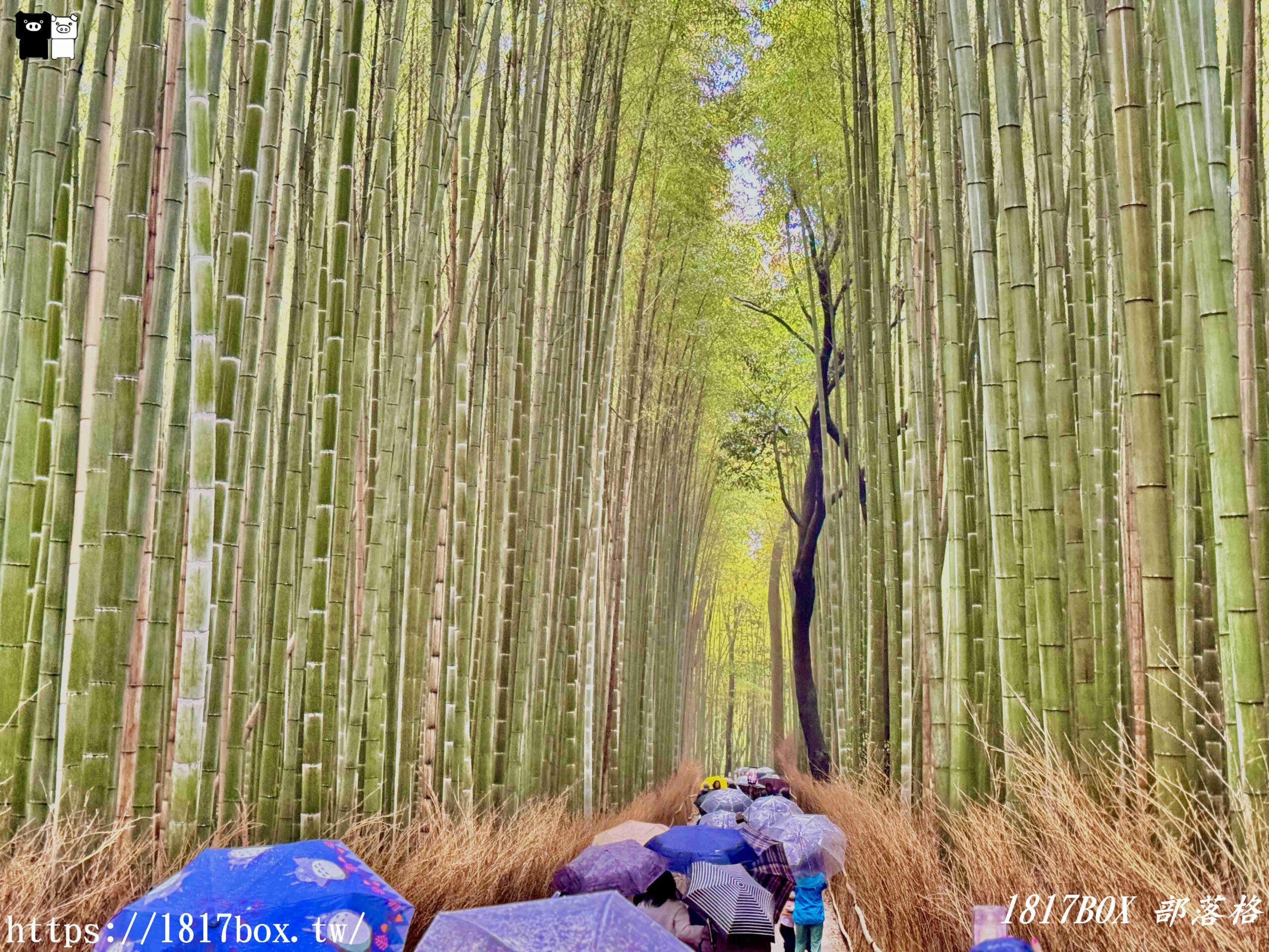 【京都景點】嵐山竹林小徑。探索平靜的嵯峨野竹林。電影《臥虎藏龍》拍攝地