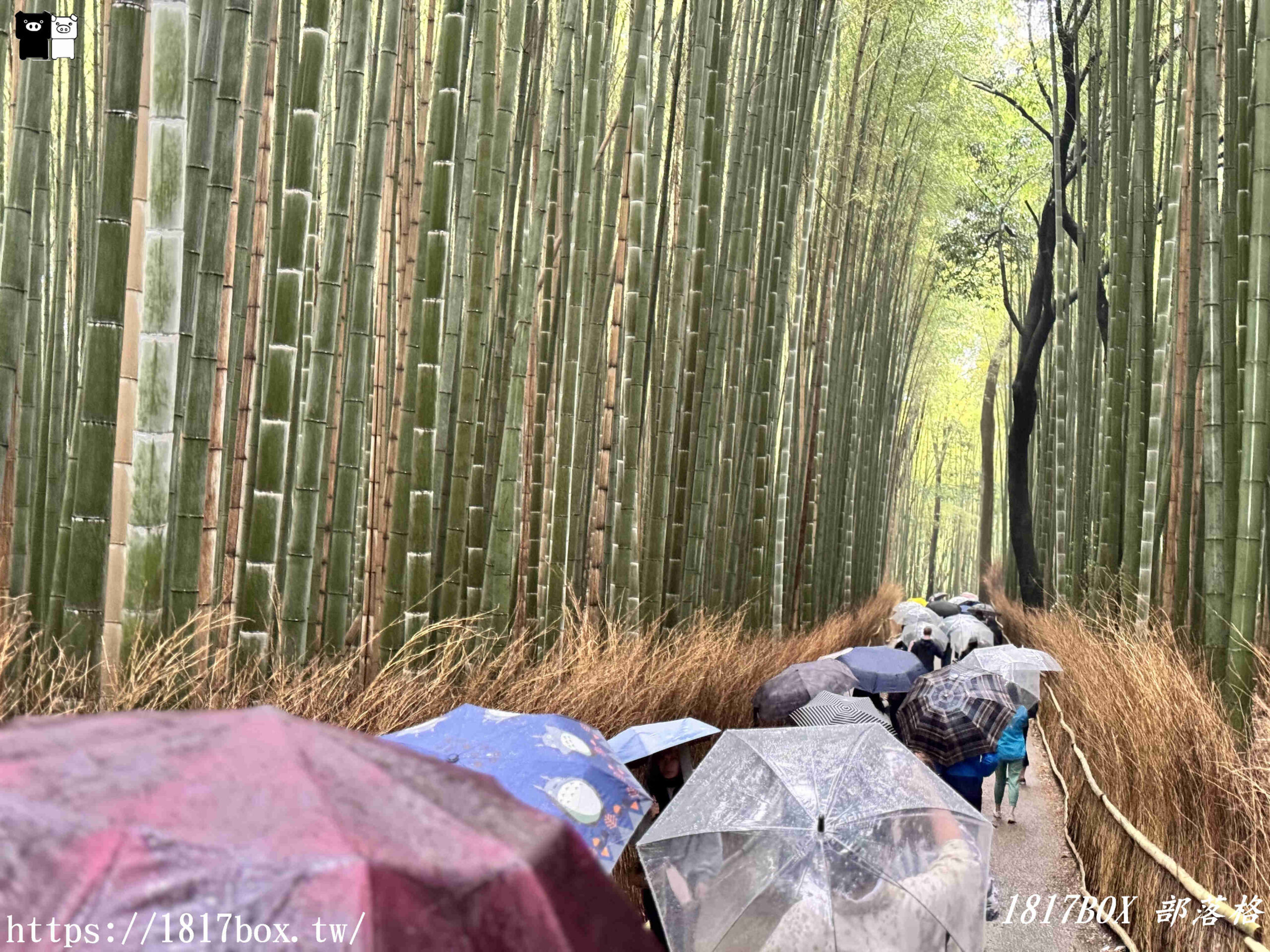 【京都景點】嵐山竹林小徑。探索平靜的嵯峨野竹林。電影《臥虎藏龍》拍攝地