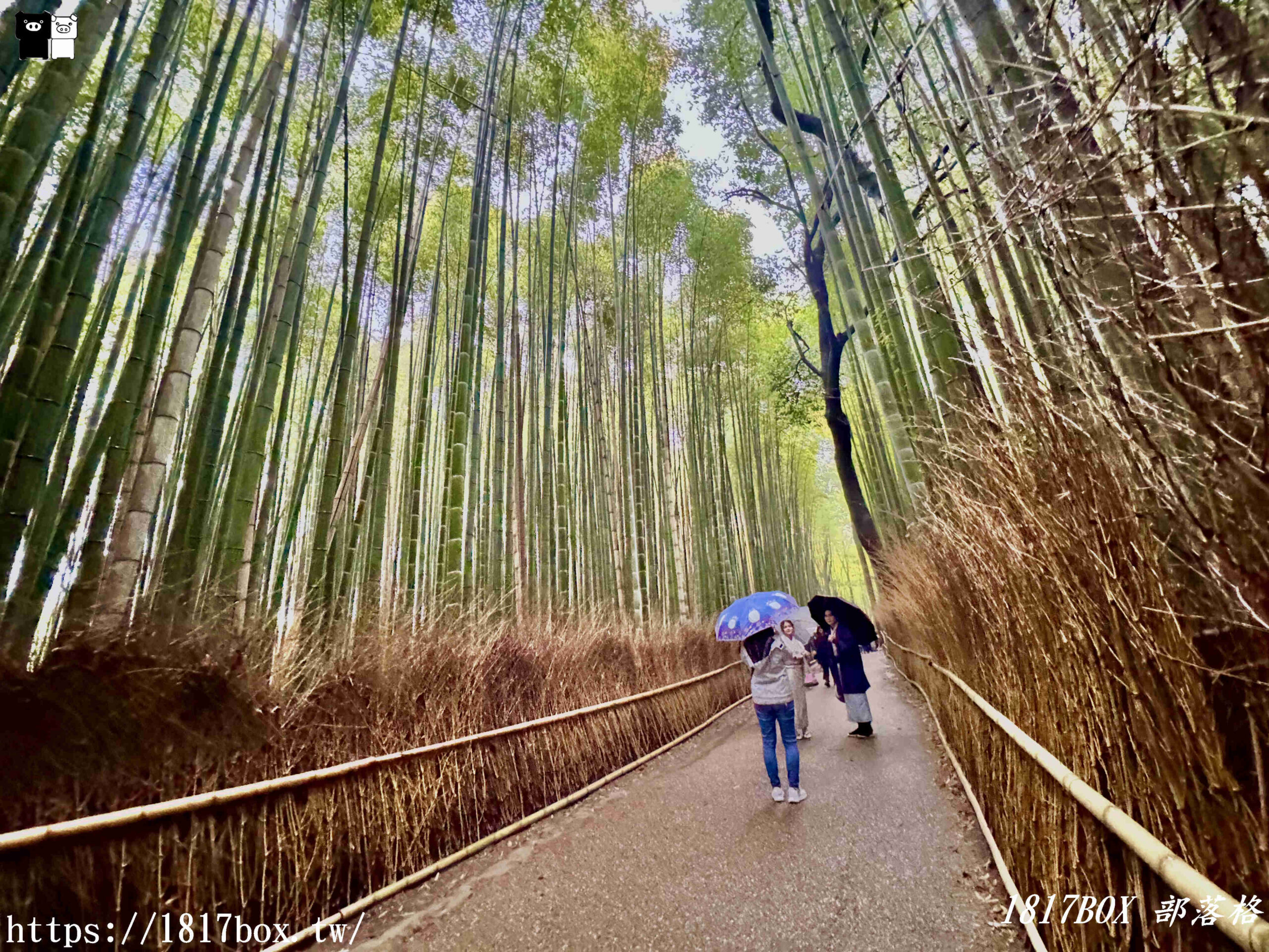 【京都景點】嵐山竹林小徑。探索平靜的嵯峨野竹林。電影《臥虎藏龍》拍攝地