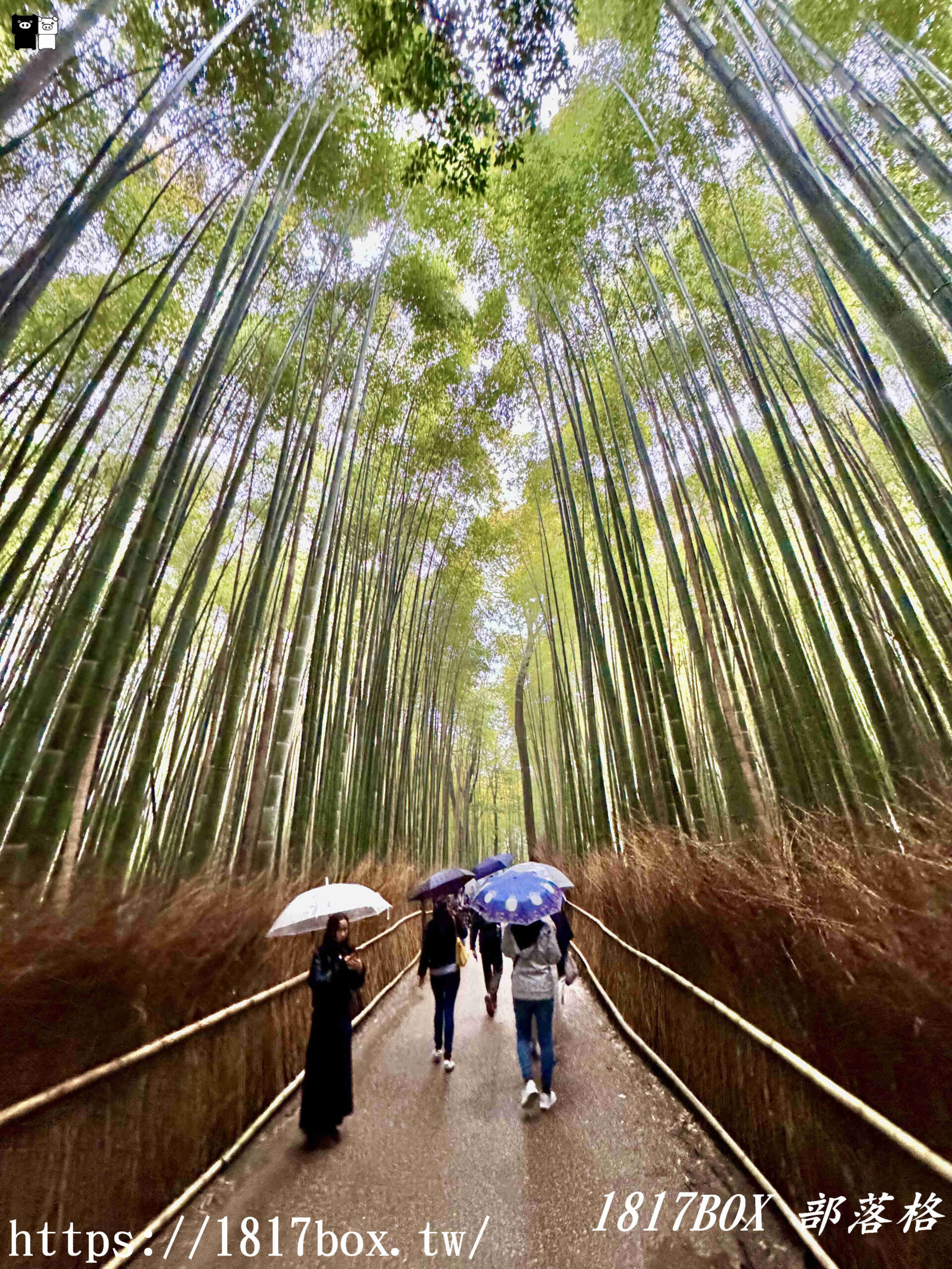 【京都景點】嵐山竹林小徑。探索平靜的嵯峨野竹林。電影《臥虎藏龍》拍攝地