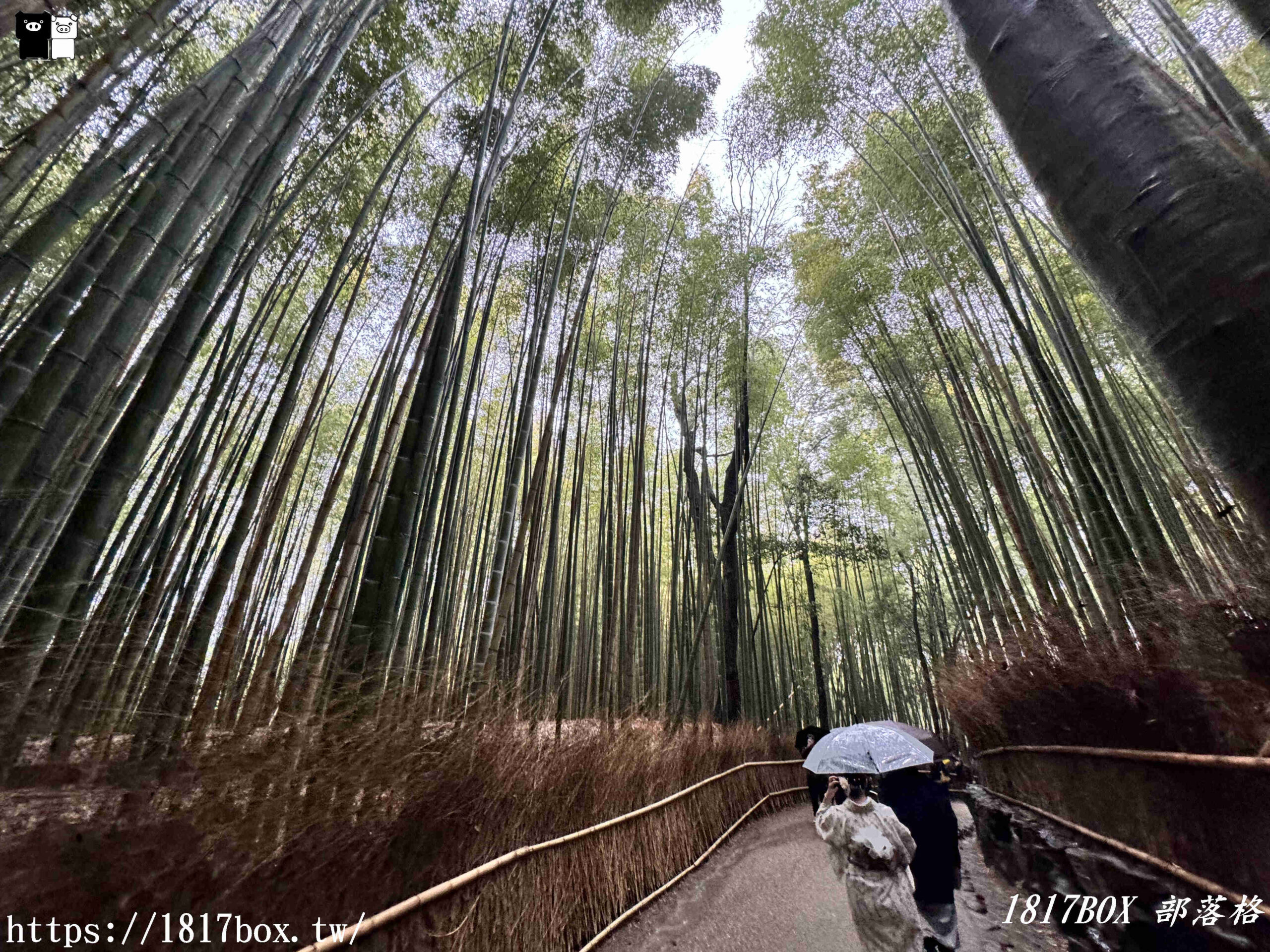 【京都景點】嵐山竹林小徑。探索平靜的嵯峨野竹林。電影《臥虎藏龍》拍攝地