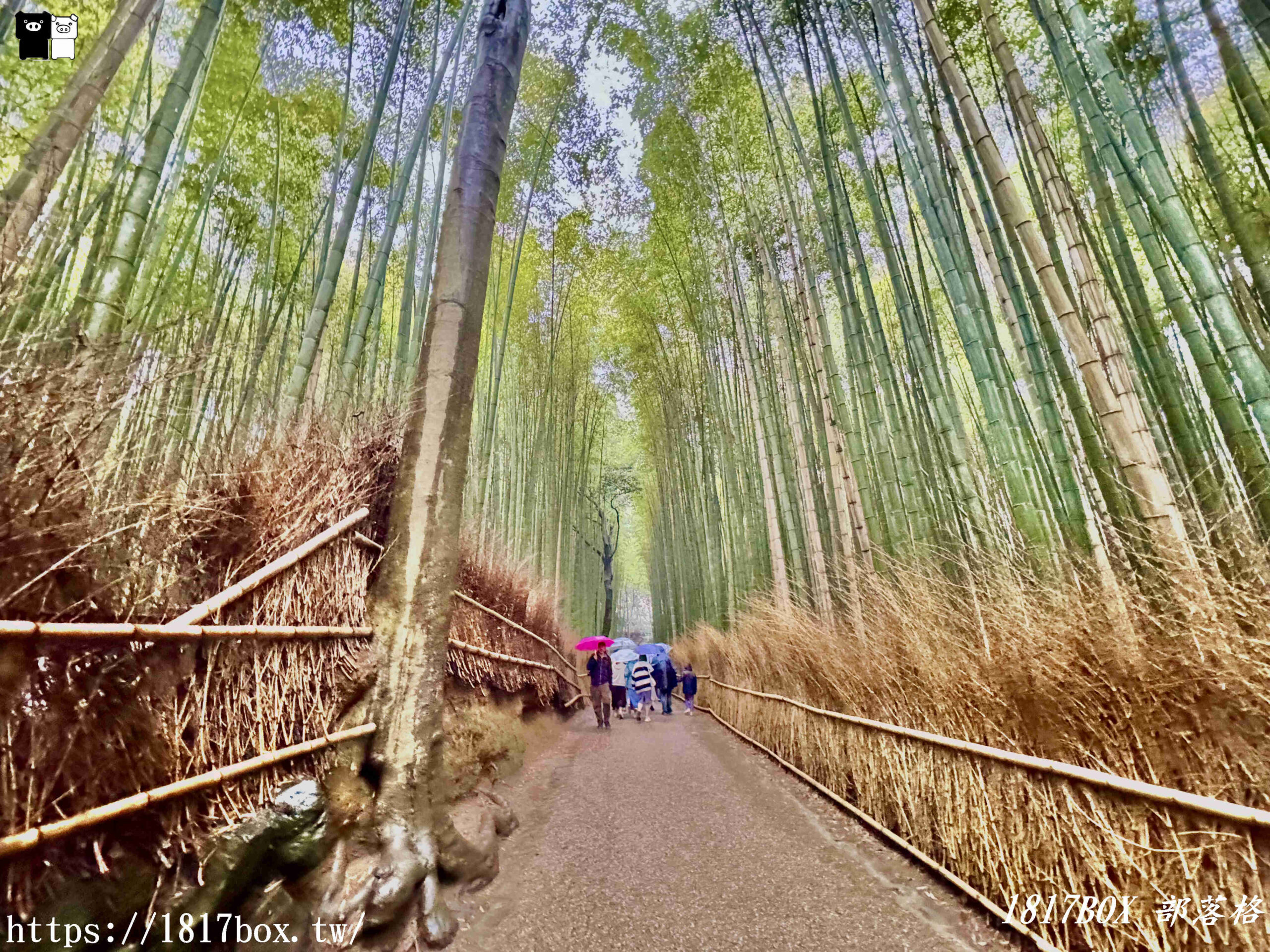 【京都景點】嵐山竹林小徑。探索平靜的嵯峨野竹林。電影《臥虎藏龍》拍攝地 @1817BOX部落格