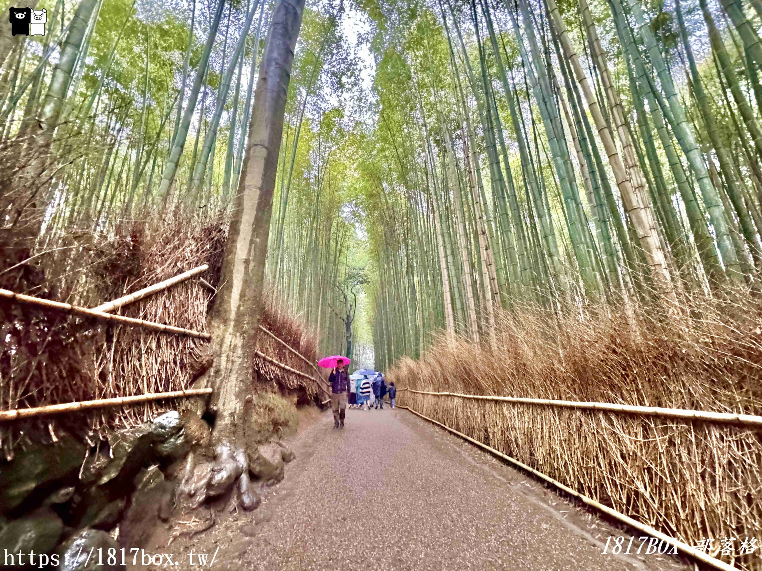 【京都景點】嵐山竹林小徑。探索平靜的嵯峨野竹林。電影《臥虎藏龍》拍攝地