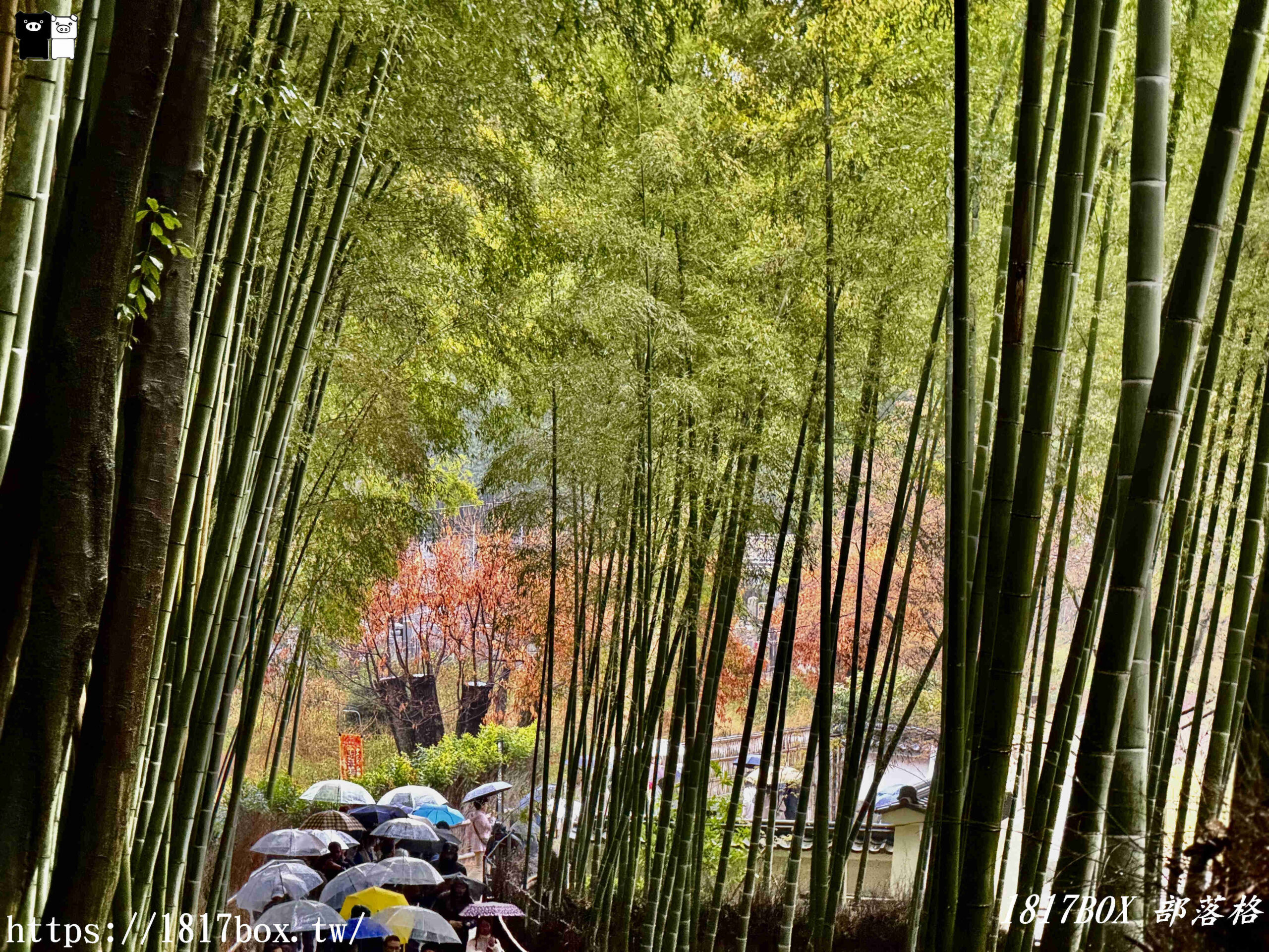 【京都景點】嵐山竹林小徑。探索平靜的嵯峨野竹林。電影《臥虎藏龍》拍攝地