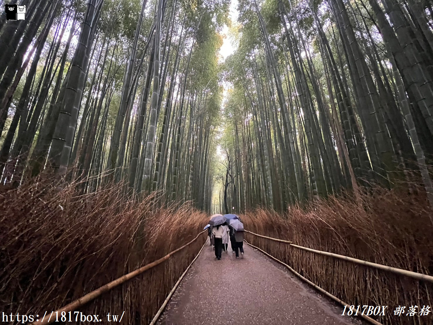 【京都景點】嵐山竹林小徑。探索平靜的嵯峨野竹林。電影《臥虎藏龍》拍攝地