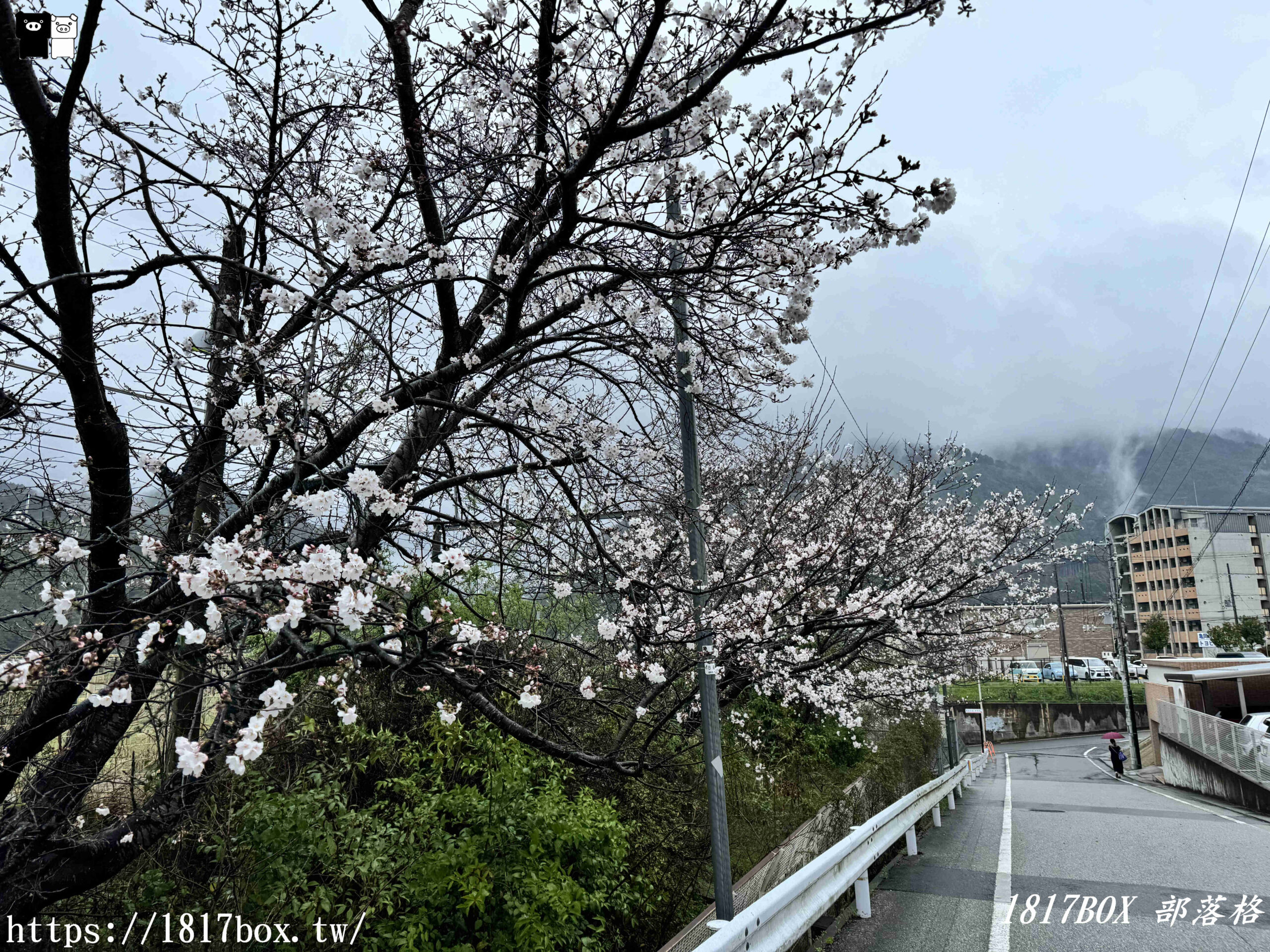 【京都景點】嵐山・嵯峨野觀光鐵路。嵐山小火車龜岡站。令人驚嘆的美景。復古火車帶來的有趣旅程