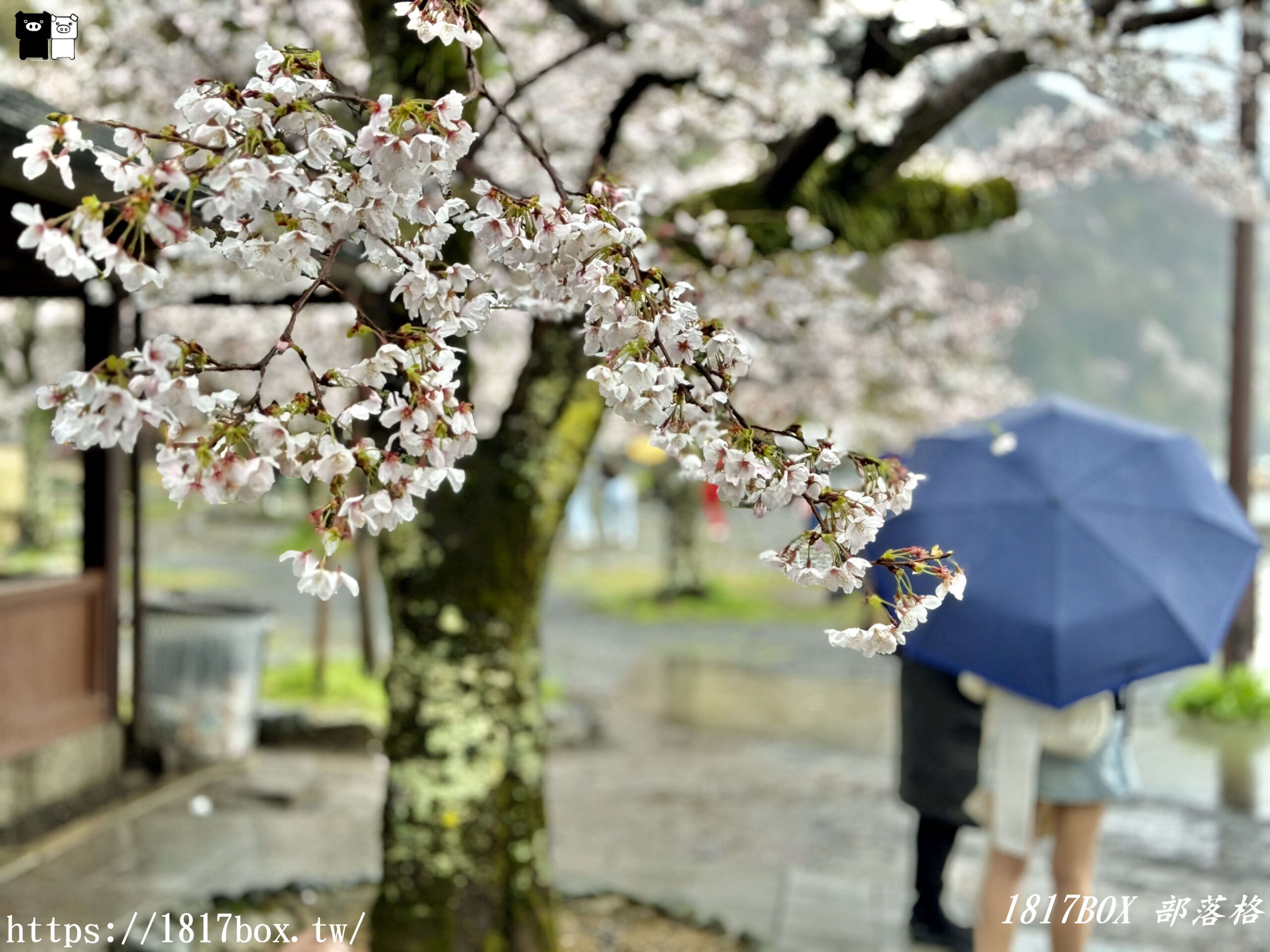 【京都景點】渡月橋。屋形船。嵐山公園。體驗日本四季風情。自然景色優美