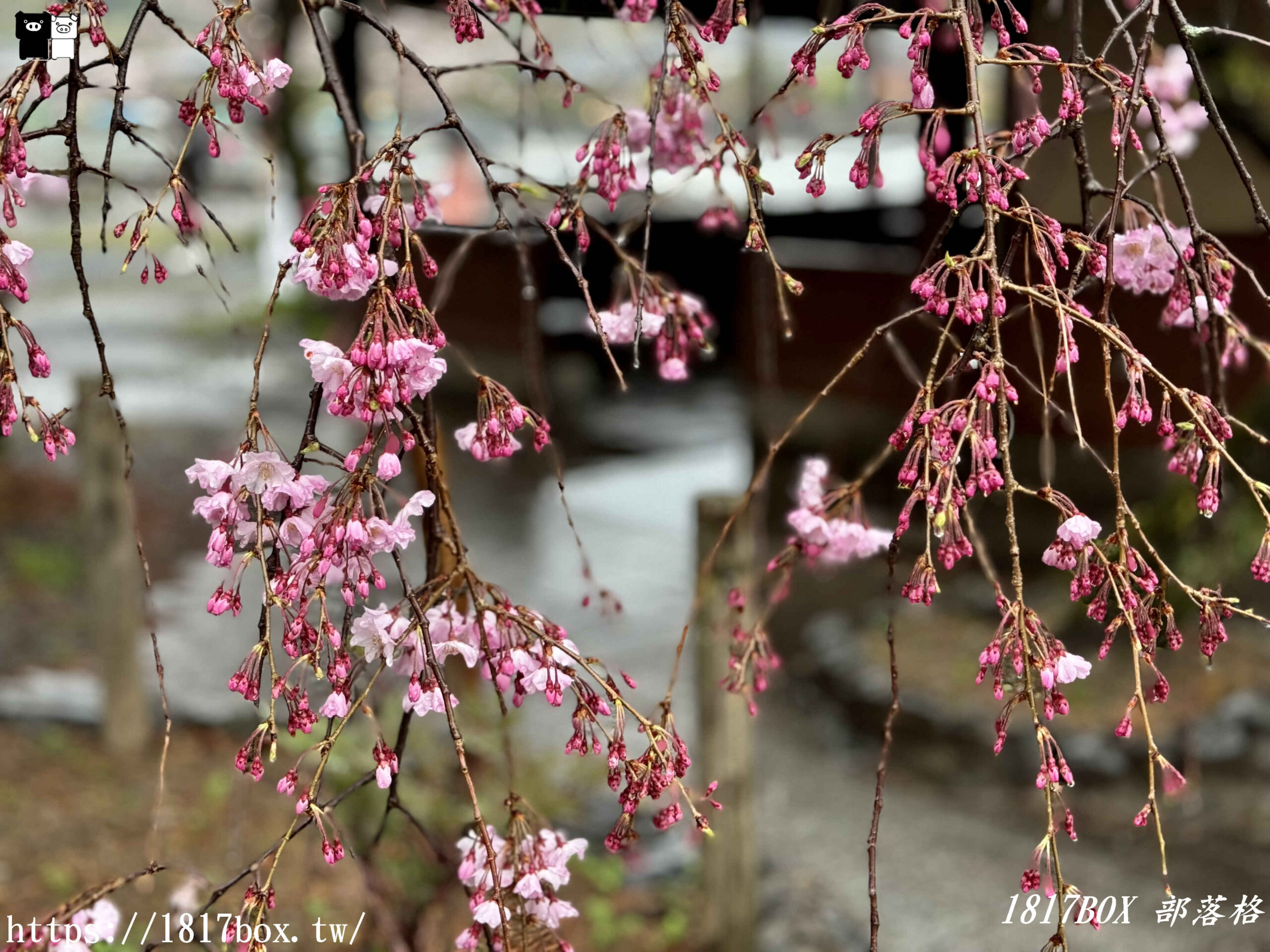 【京都景點】渡月橋。屋形船。嵐山公園。體驗日本四季風情。自然景色優美