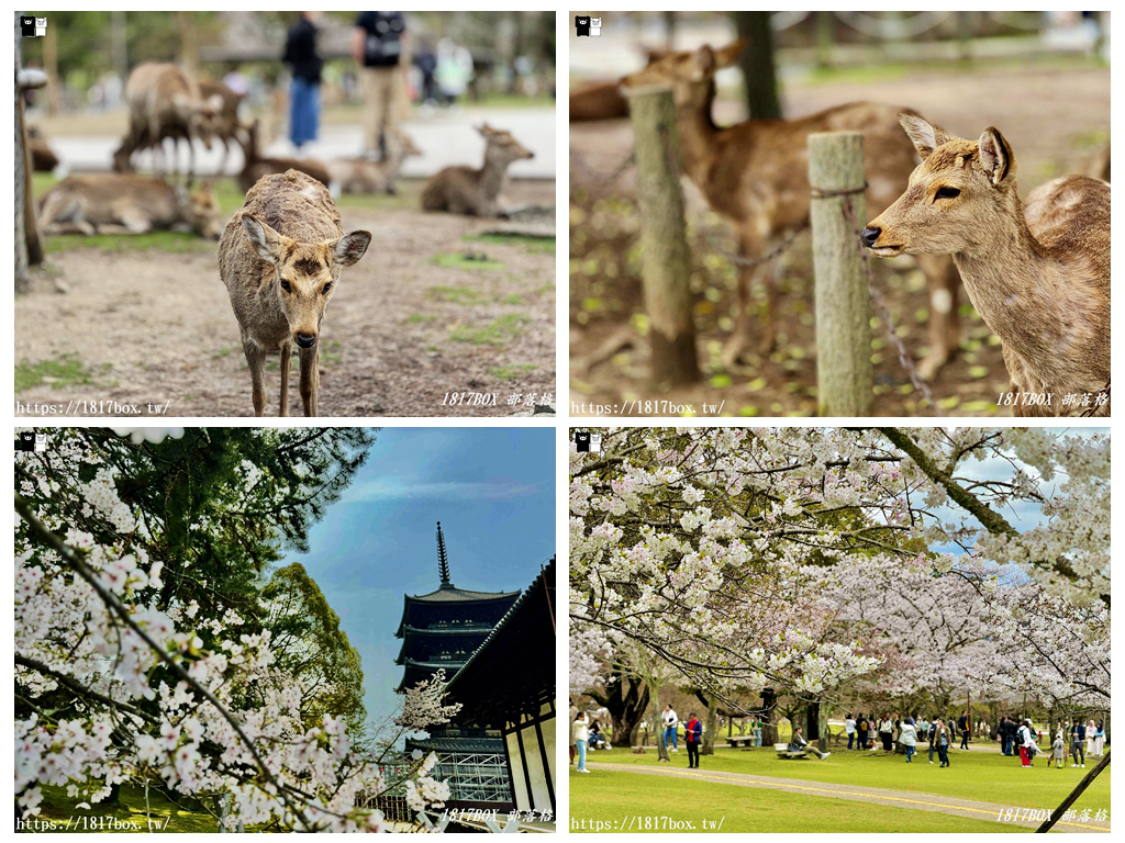 【奈良景點】奈良公園。餵梅花鹿。與超過千頭的小鹿互動拍照 @1817BOX部落格