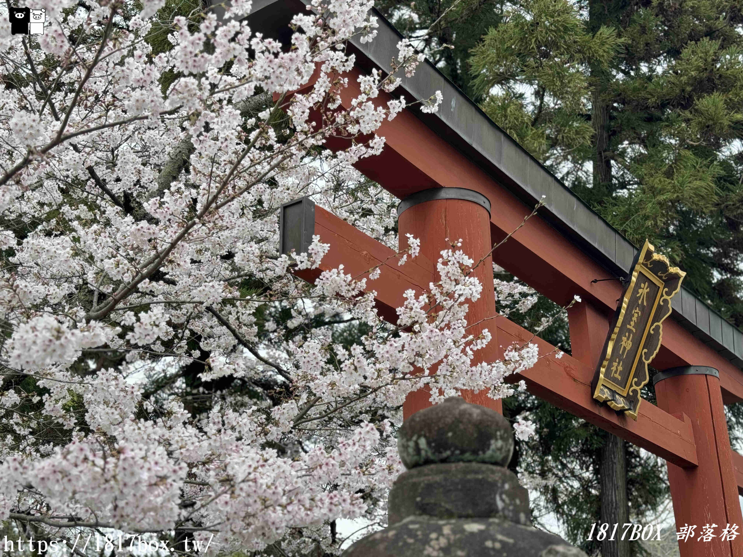 【奈良景點】奈良公園。餵梅花鹿。與超過千頭的小鹿互動拍照