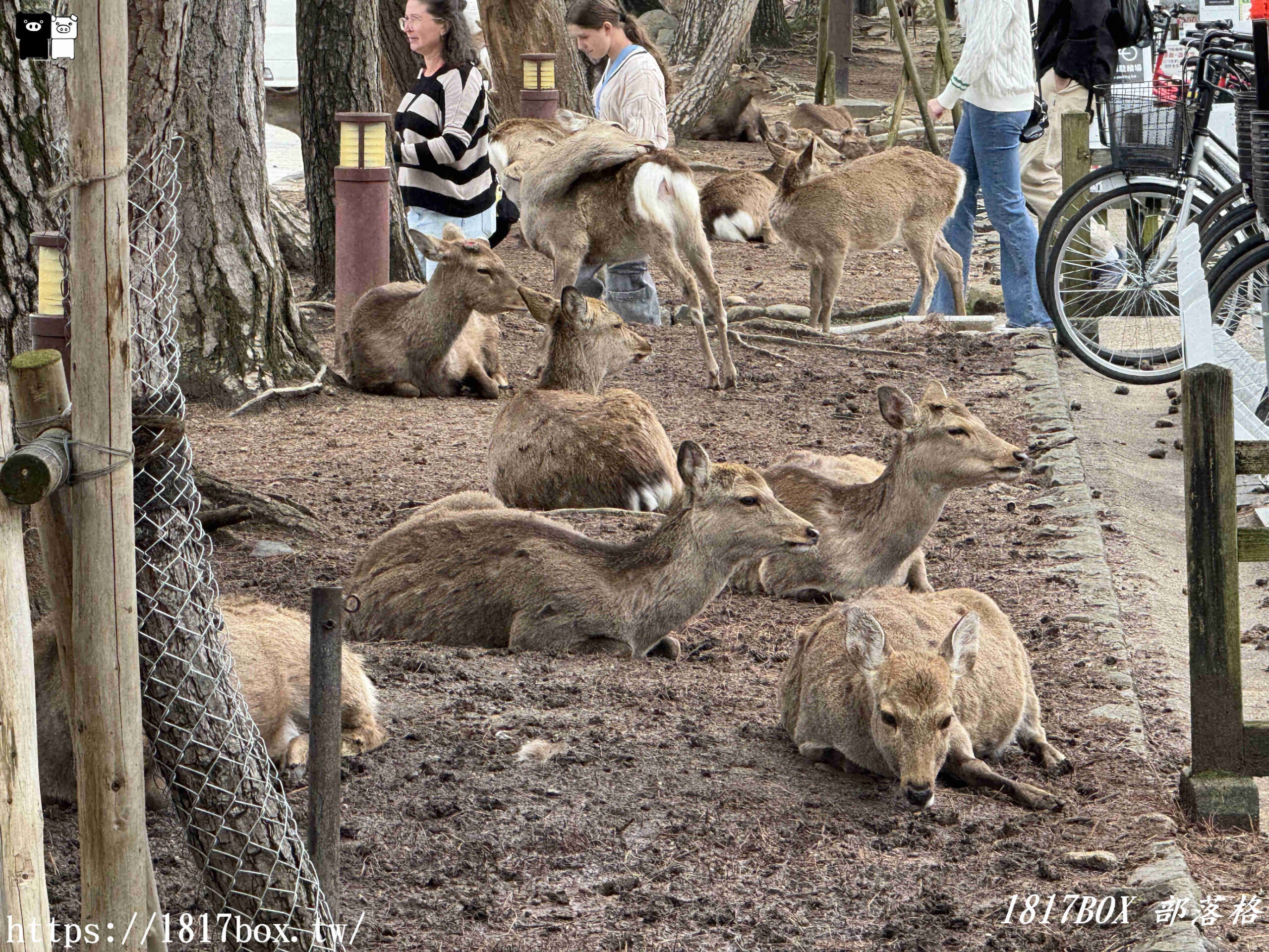 【奈良景點】奈良公園。餵梅花鹿。與超過千頭的小鹿互動拍照