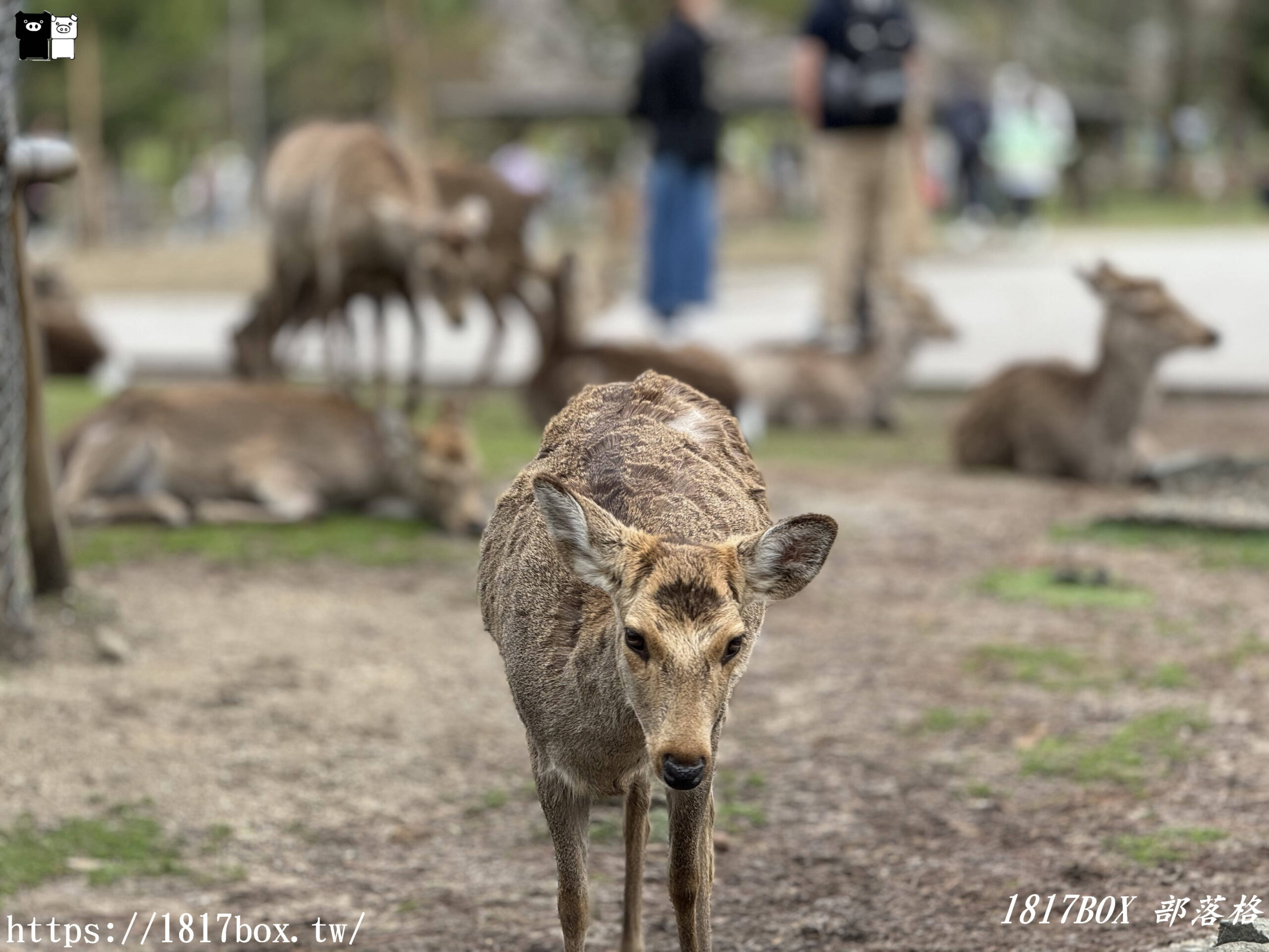 【奈良景點】奈良公園。餵梅花鹿。與超過千頭的小鹿互動拍照