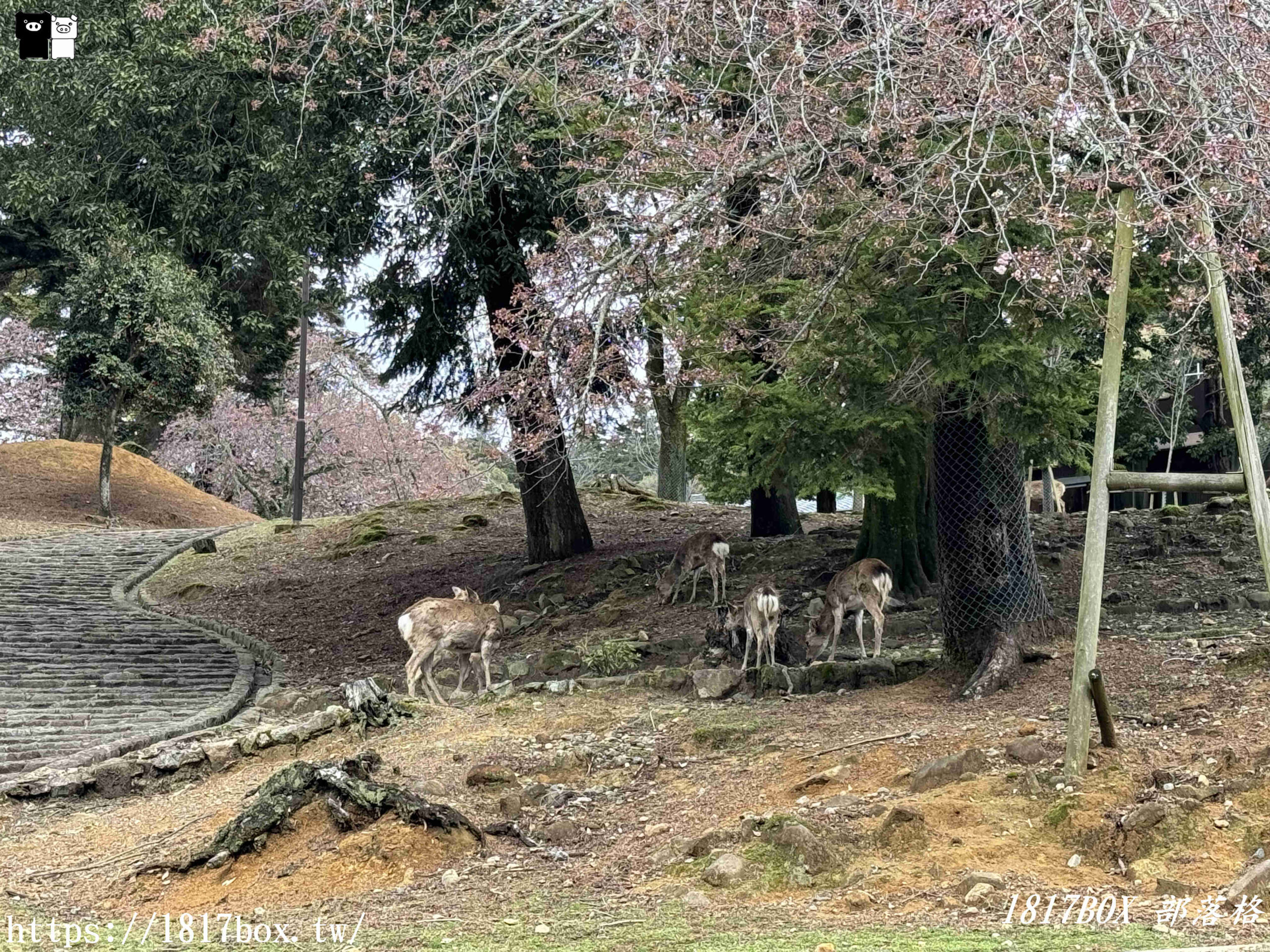 【奈良景點】奈良公園。餵梅花鹿。與超過千頭的小鹿互動拍照