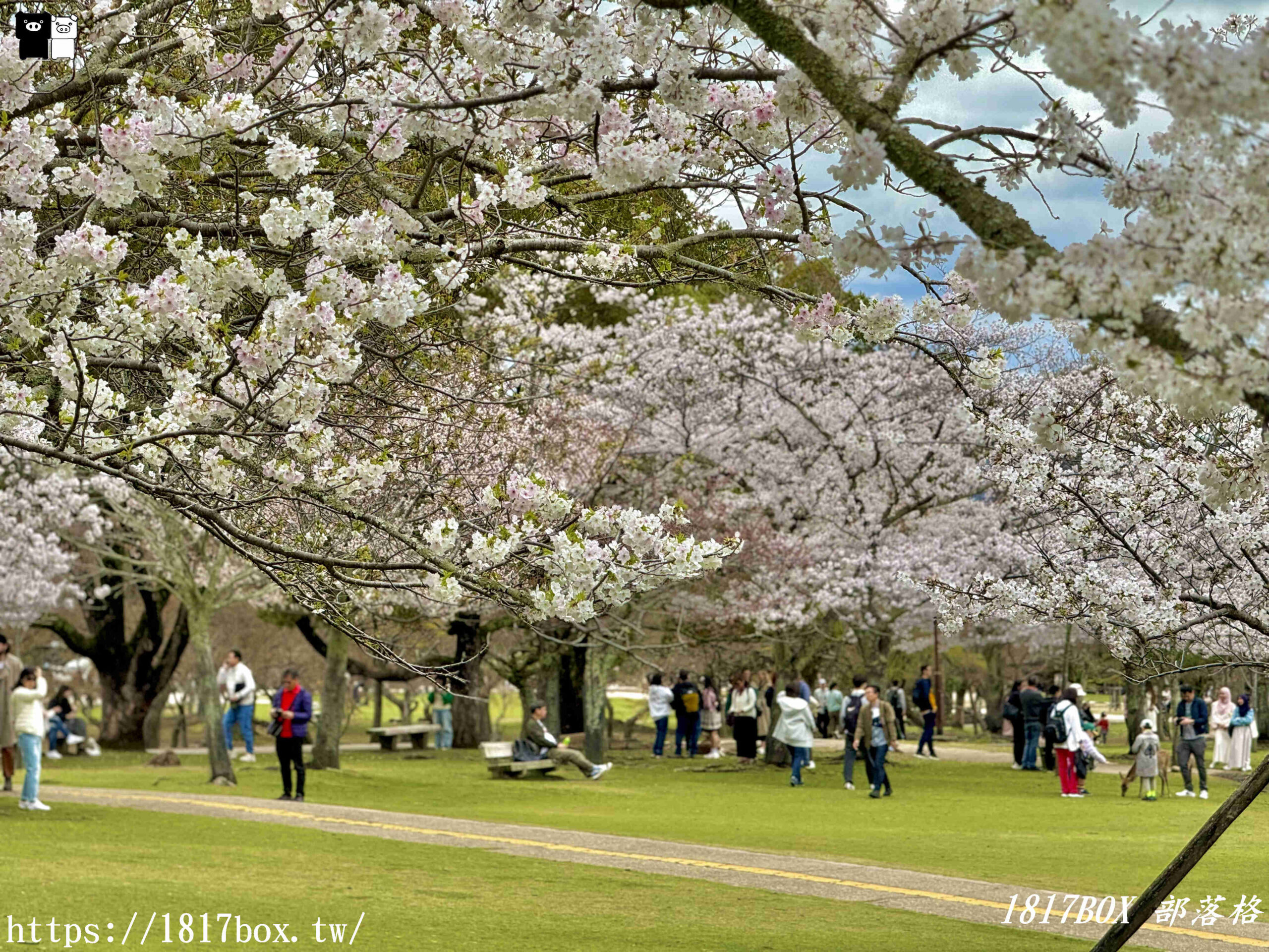 【奈良景點】奈良公園。餵梅花鹿。與超過千頭的小鹿互動拍照