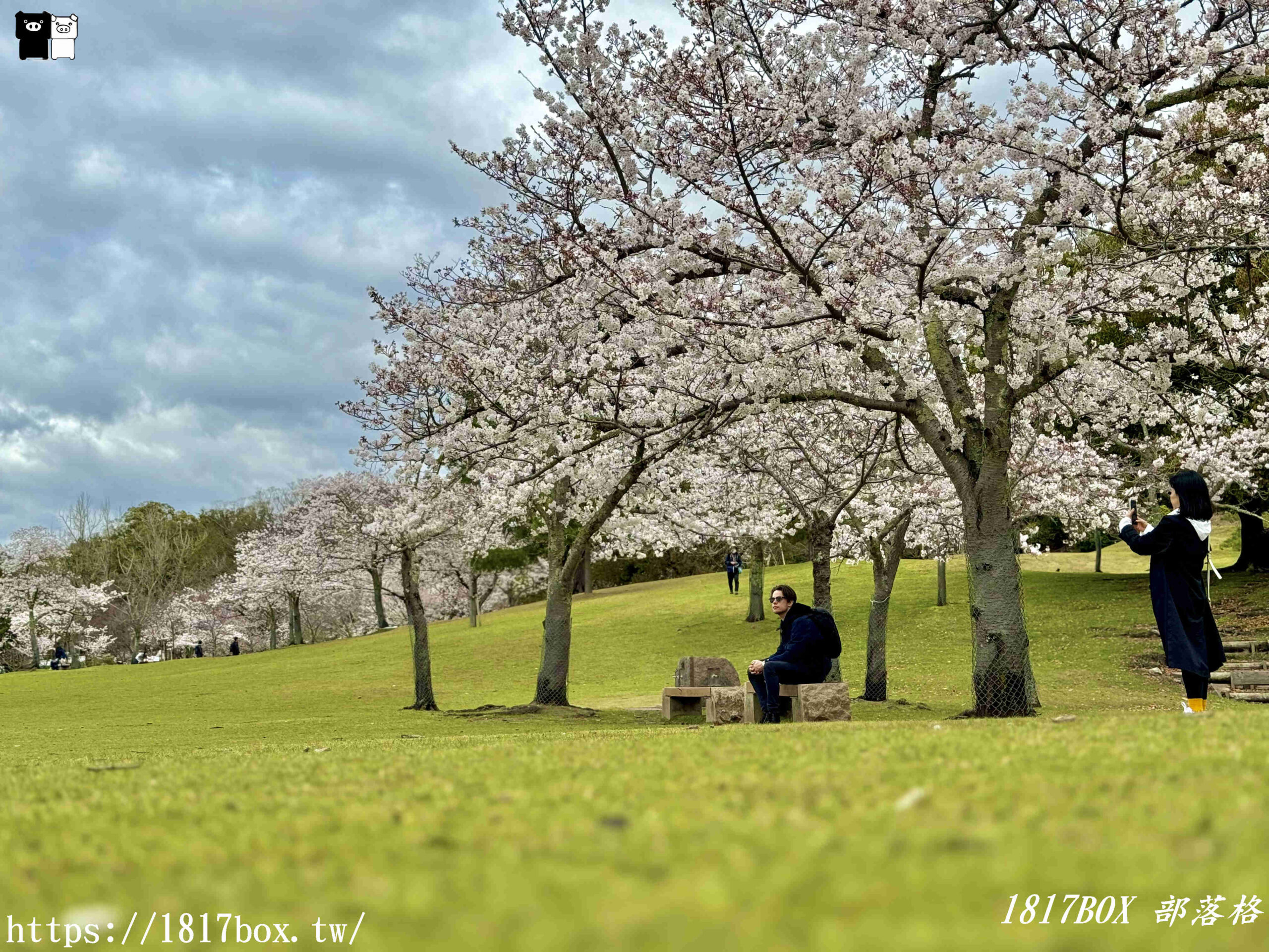 【奈良景點】奈良公園。餵梅花鹿。與超過千頭的小鹿互動拍照