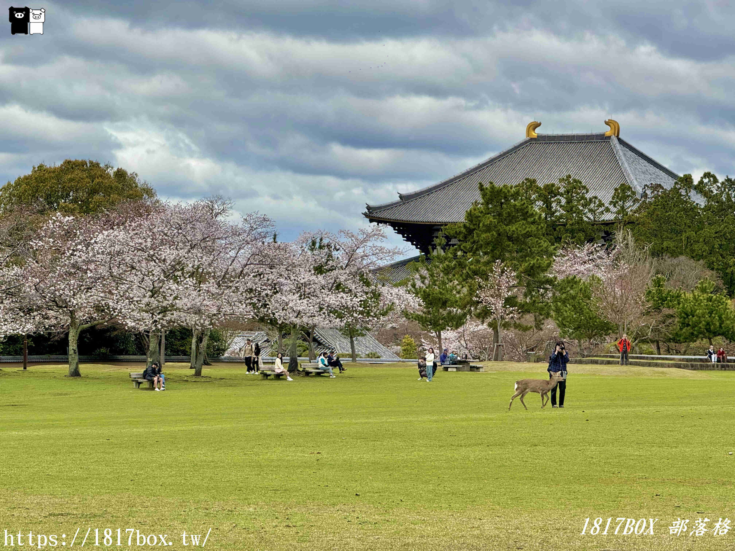 【奈良景點】奈良公園。餵梅花鹿。與超過千頭的小鹿互動拍照