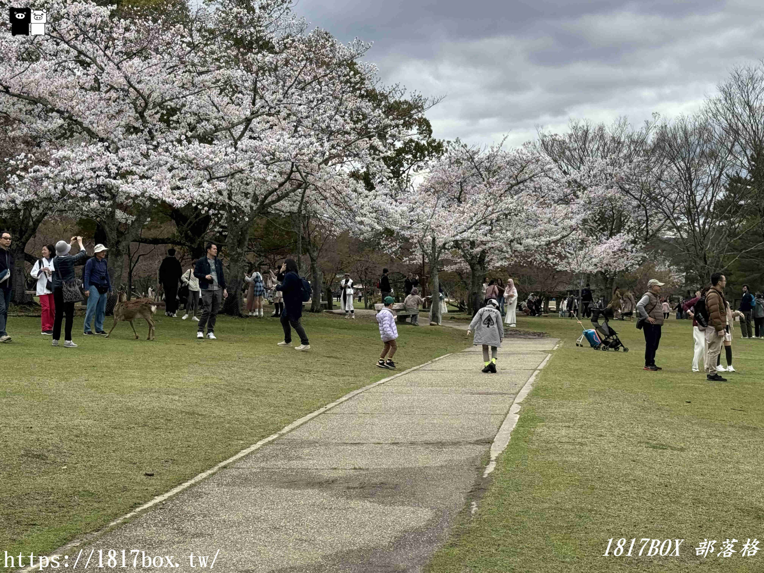 【奈良景點】奈良公園。餵梅花鹿。與超過千頭的小鹿互動拍照