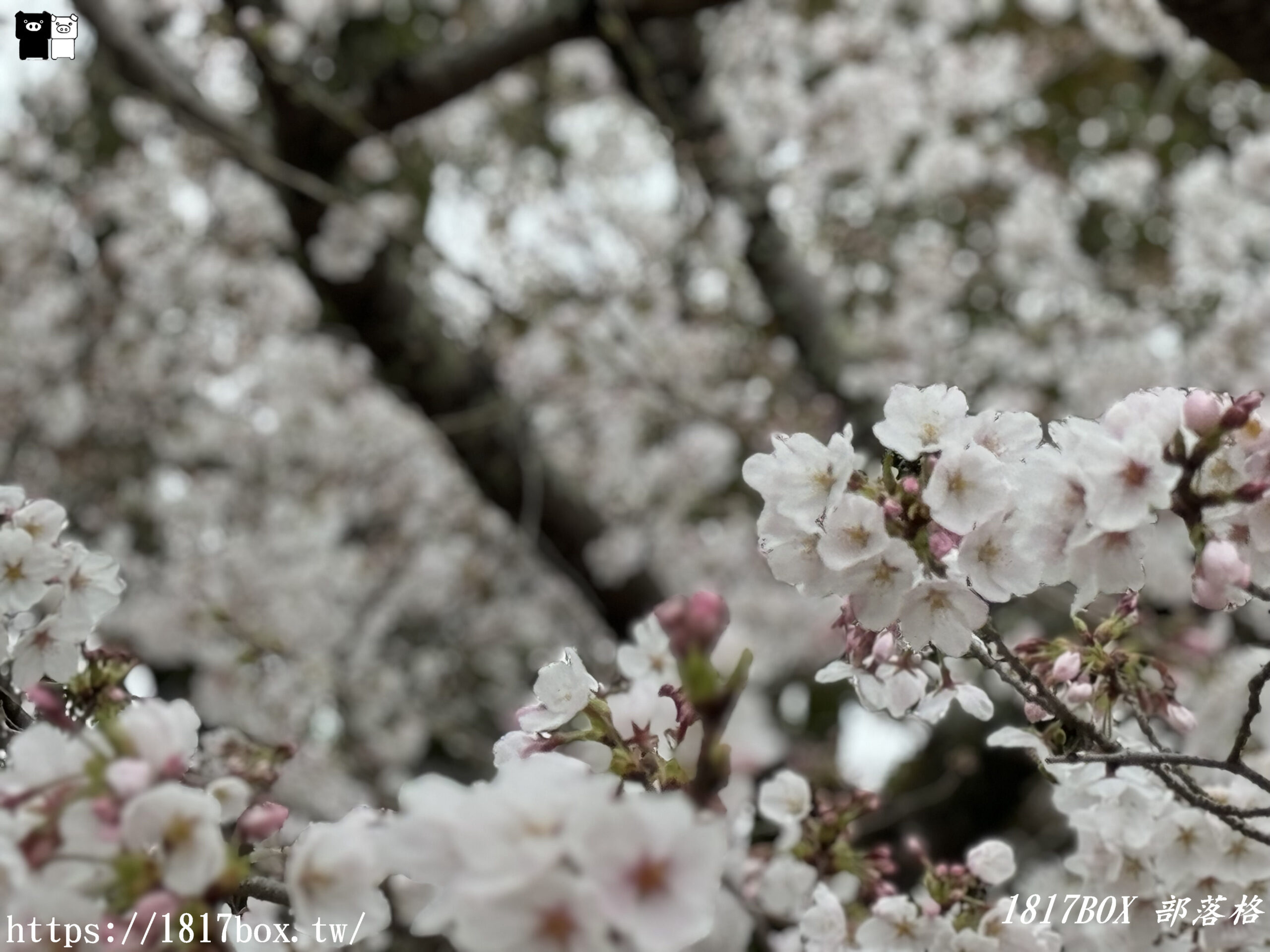 【奈良景點】奈良公園。餵梅花鹿。與超過千頭的小鹿互動拍照