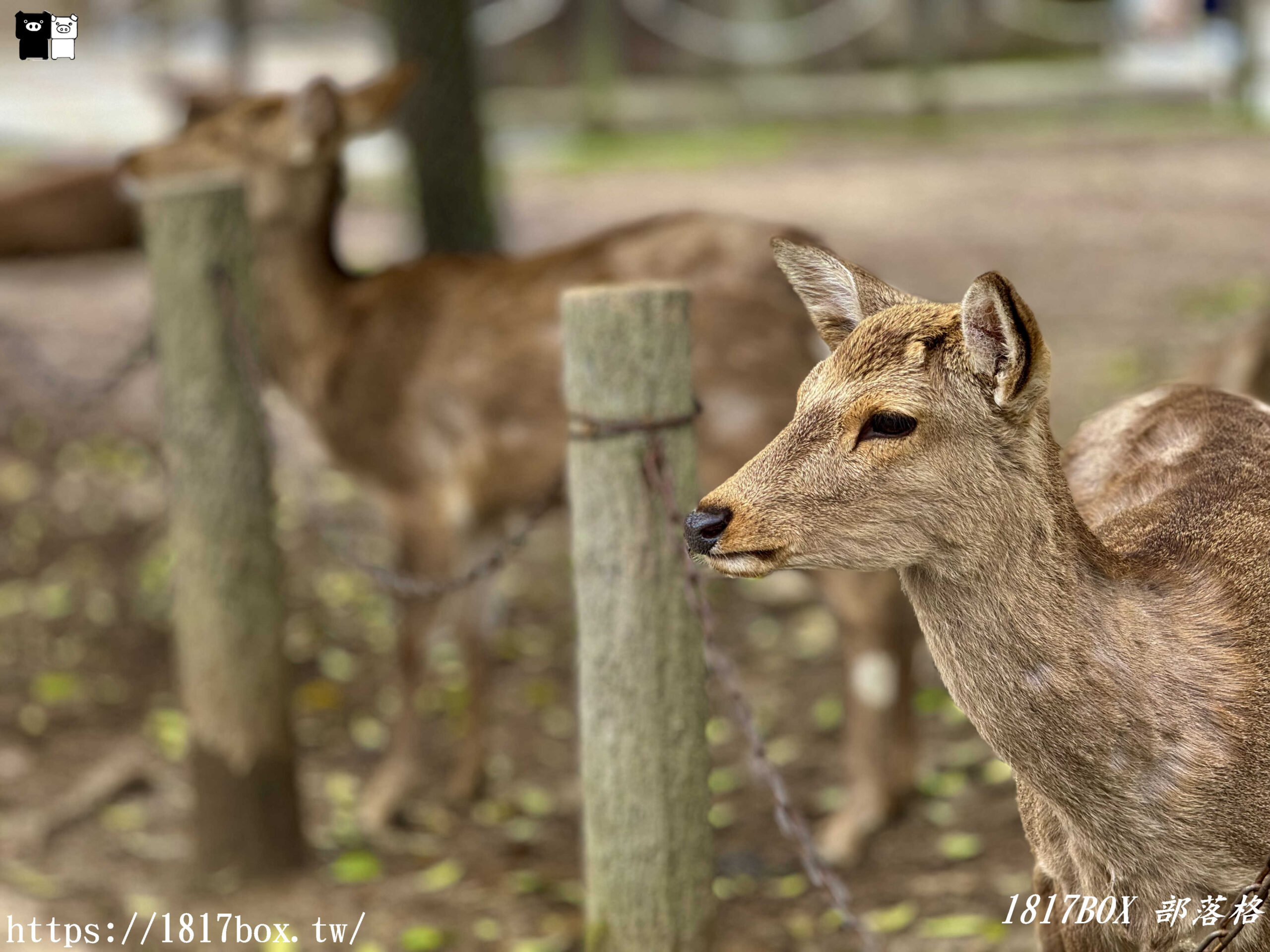 【奈良景點】奈良公園。餵梅花鹿。與超過千頭的小鹿互動拍照