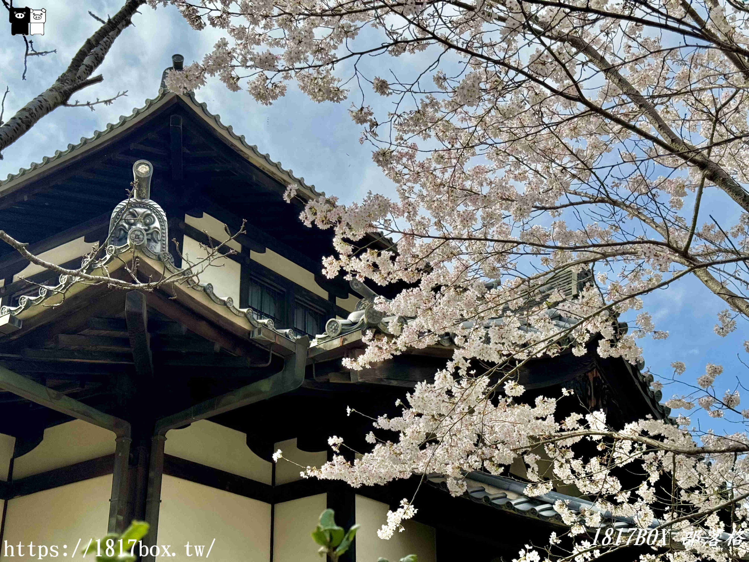 【奈良景點】奈良公園。餵梅花鹿。與超過千頭的小鹿互動拍照