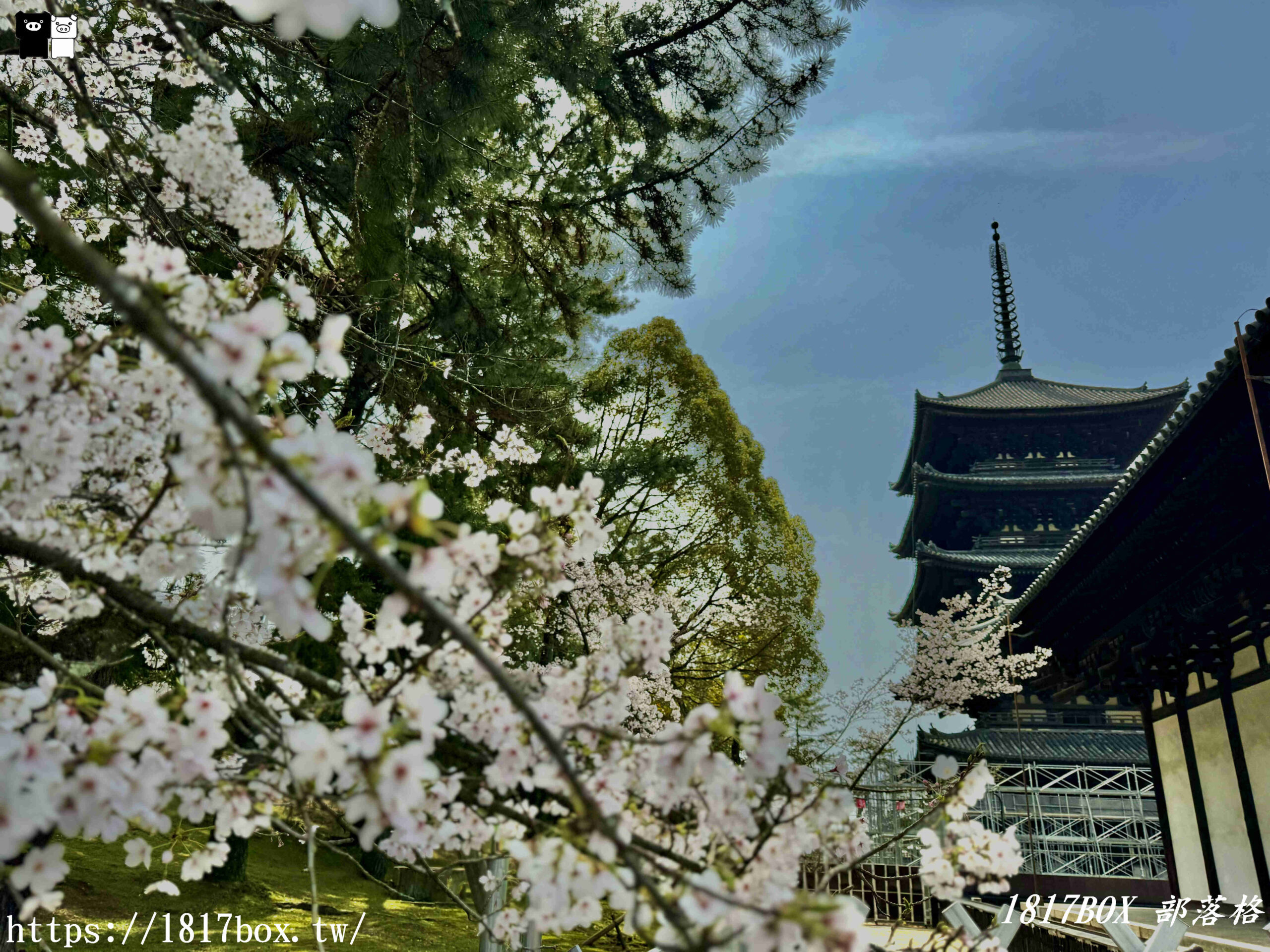 【奈良景點】奈良公園。餵梅花鹿。與超過千頭的小鹿互動拍照