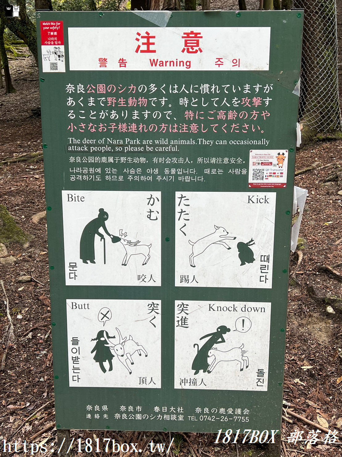 【奈良景點】奈良公園。餵梅花鹿。與超過千頭的小鹿互動拍照