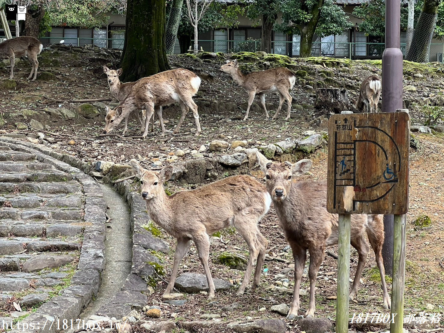 【奈良景點】奈良公園。餵梅花鹿。與超過千頭的小鹿互動拍照