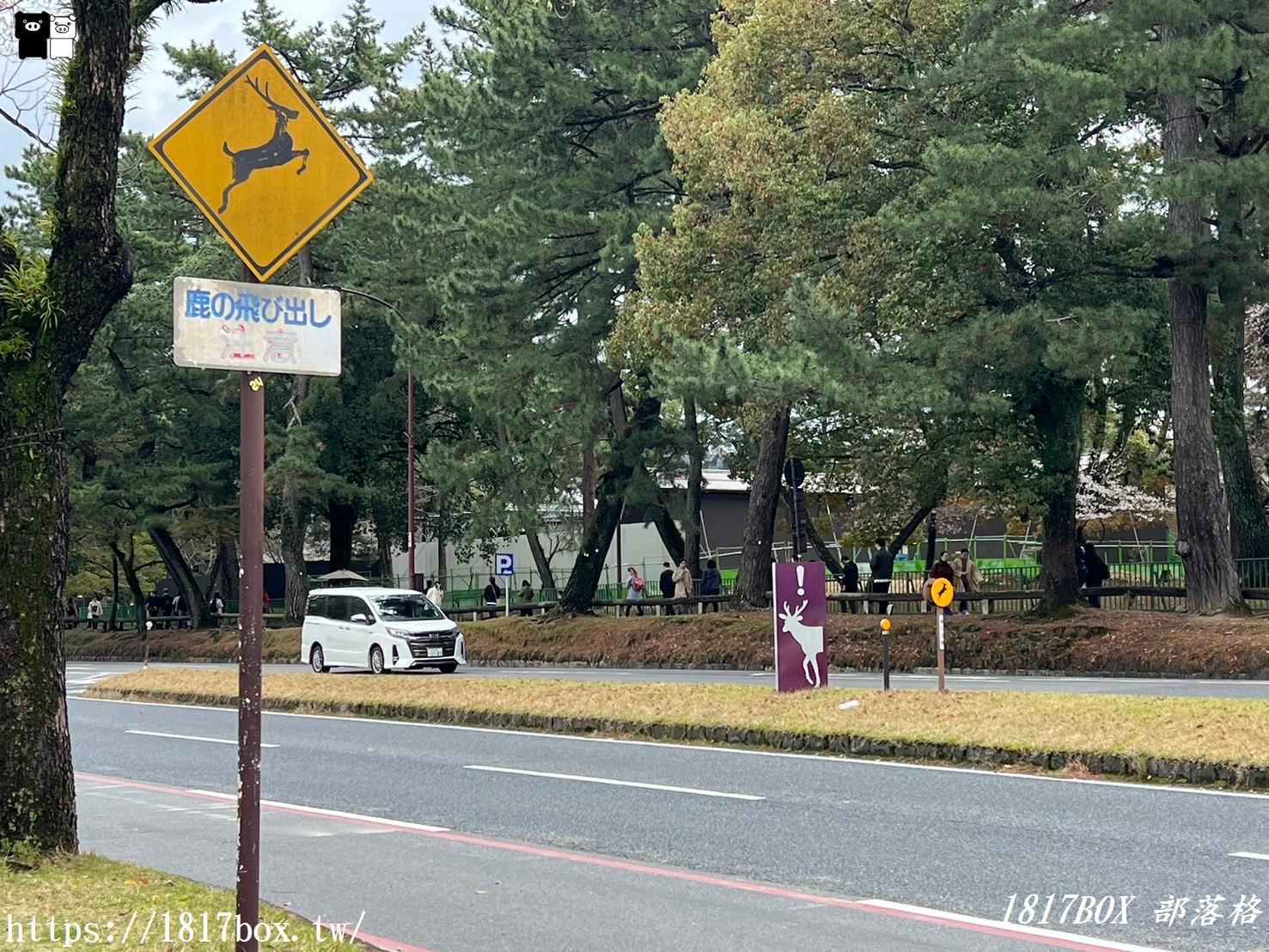 【奈良景點】奈良公園。餵梅花鹿。與超過千頭的小鹿互動拍照