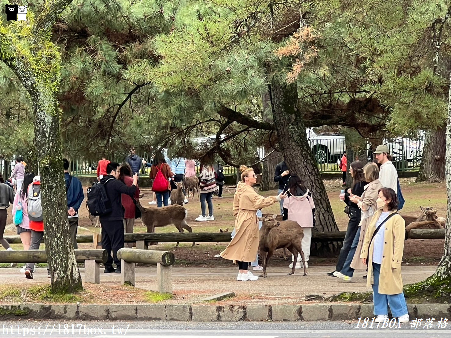 【奈良景點】奈良公園。餵梅花鹿。與超過千頭的小鹿互動拍照