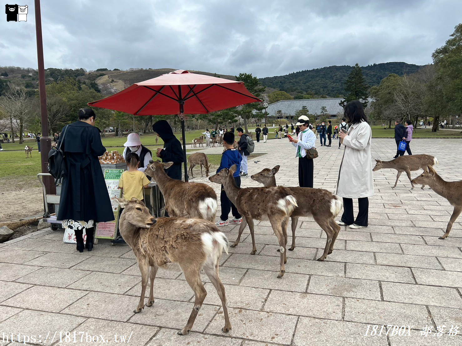 【奈良景點】奈良公園。餵梅花鹿。與超過千頭的小鹿互動拍照